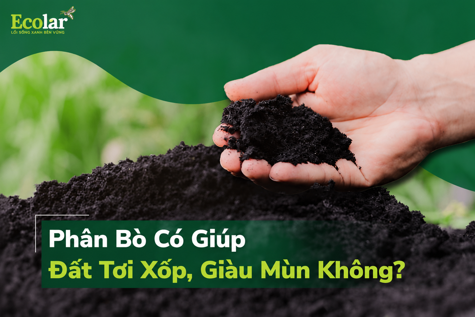 Phân Bò Có Giúp Đất Tơi Xốp, Giàu Mùn Không?