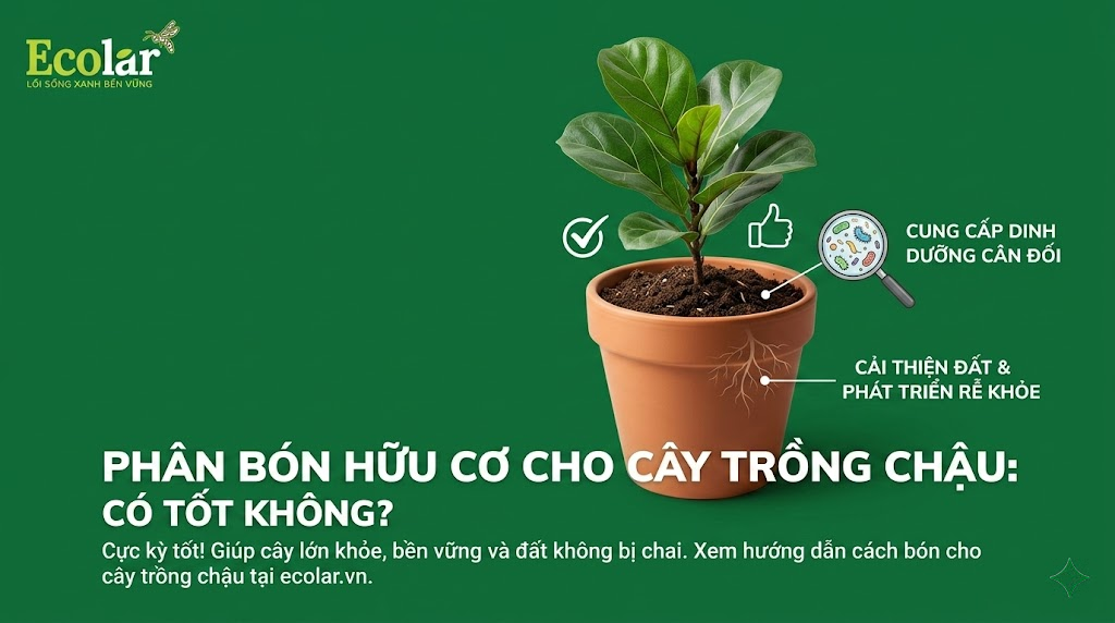 Phân Bón Hữu Cơ Cho Cây Trồng Chậu Có Tốt Không?