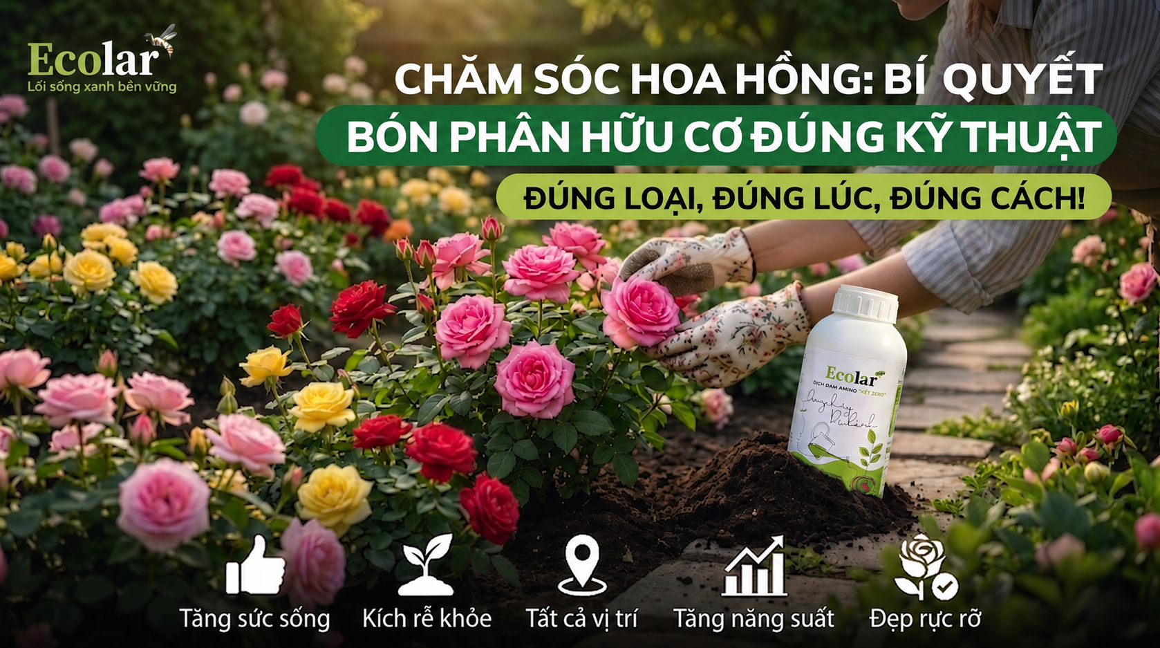 Phân Bón Hữu Cơ Cho Hoa Hồng: Cách Bón Đúng Để Hoa Sai Và Đất Khỏe