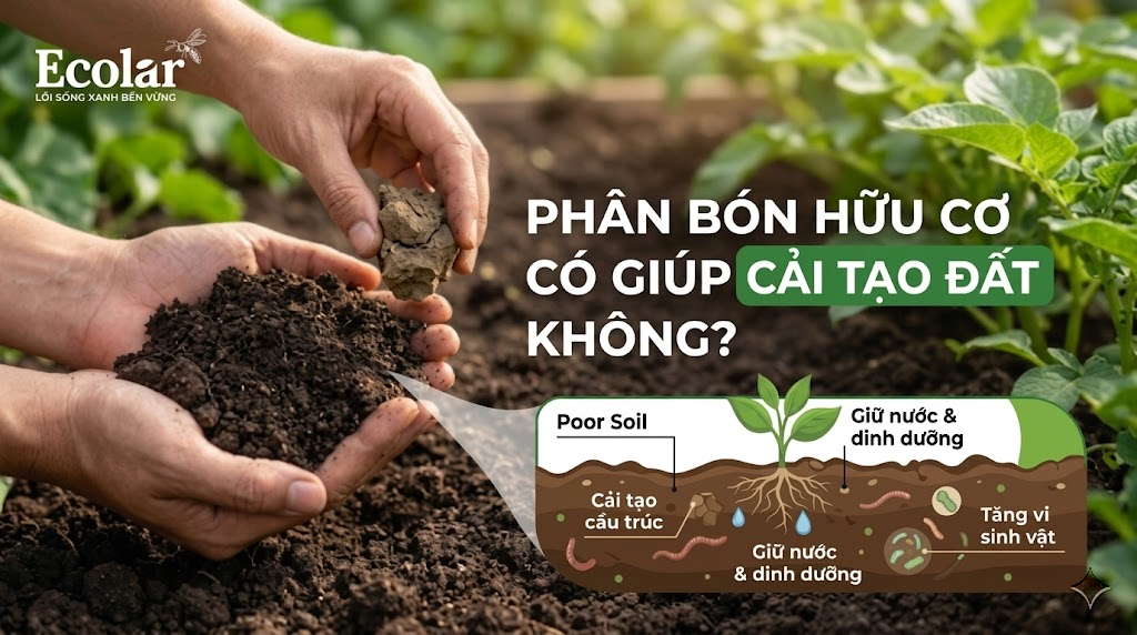 Phân Bón Hữu Cơ Có Giúp Cải Tạo Đất Không?