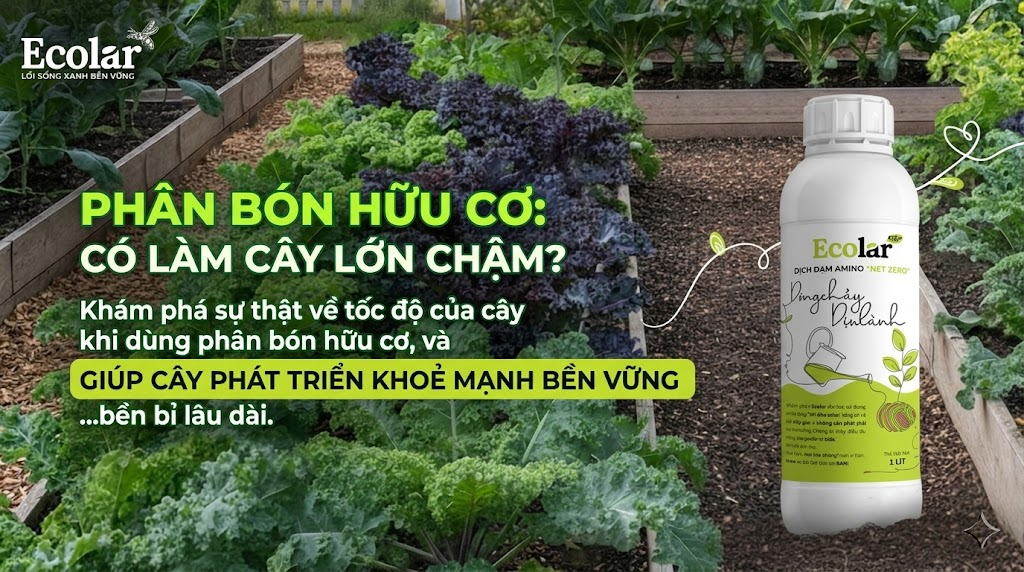 Phân Bón Hữu Cơ Có Làm Cây Lớn Chậm Không?