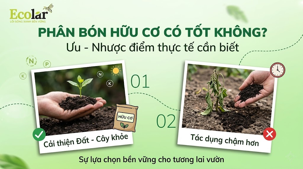 Phân Bón Hữu Cơ Có Tốt Không? Ưu Nhược Điểm Cần Biết