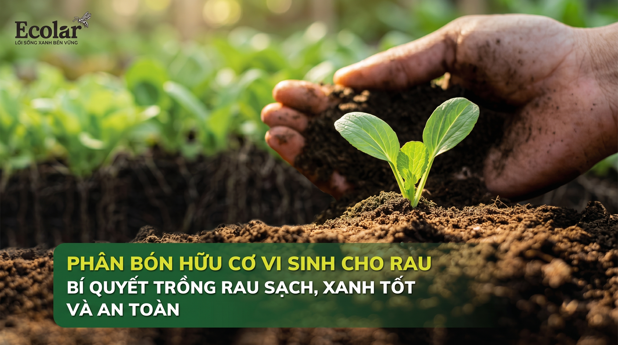Phân Bón Hữu Cơ Vi Sinh Cho Rau: Cách Chọn & Dùng Đúng