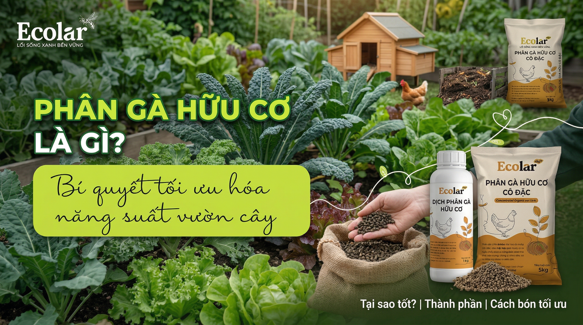 Phân Gà Hữu Cơ Là Gì? Khái Niệm, Đặc Điểm Và Lợi Ích Cơ Bản