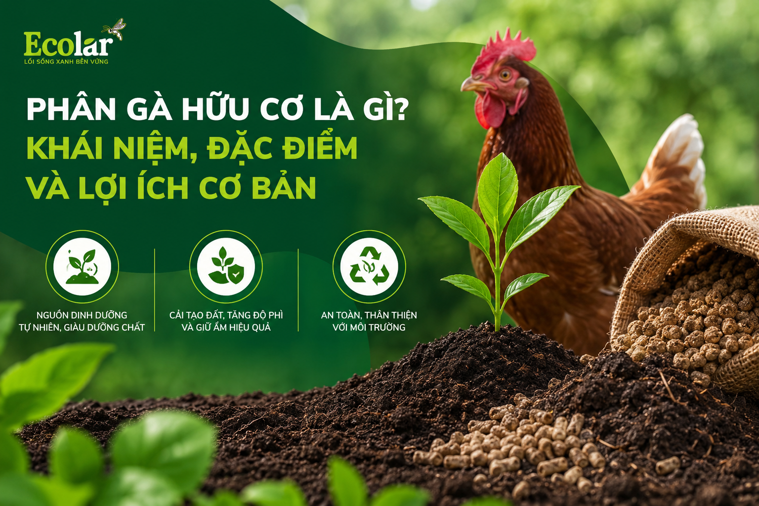 Phân Gà Hữu Cơ Là Gì? Khái Niệm, Đặc Điểm Và Lợi Ích Cơ Bản