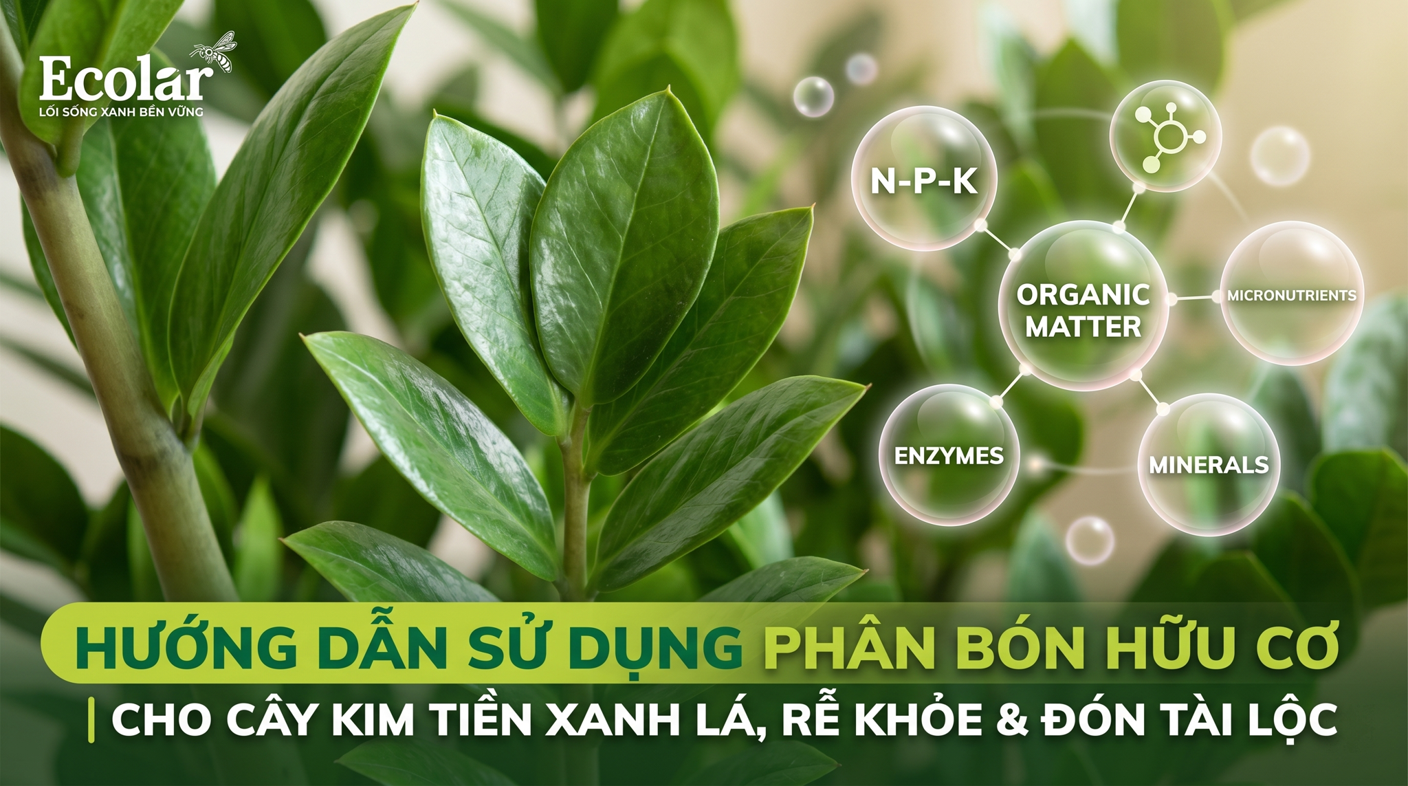 Phân Hữu Cơ Cho Cây Kim Tiền: Loại Nào Tốt Và Dễ Dùng?