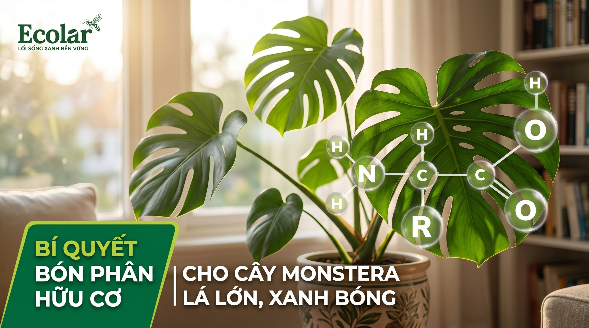 Phân Hữu Cơ Cho Cây Monstera: Loại Nào Tốt Và Dễ Dùng?