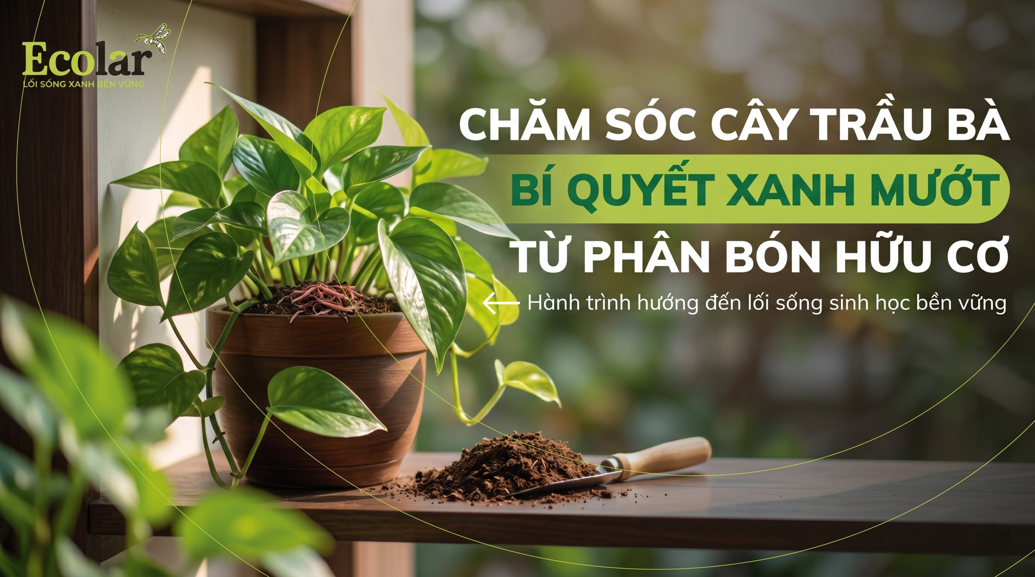 Phân Hữu Cơ Cho Cây Trầu Bà: Loại Nào Tốt Và Dễ Dùng?
