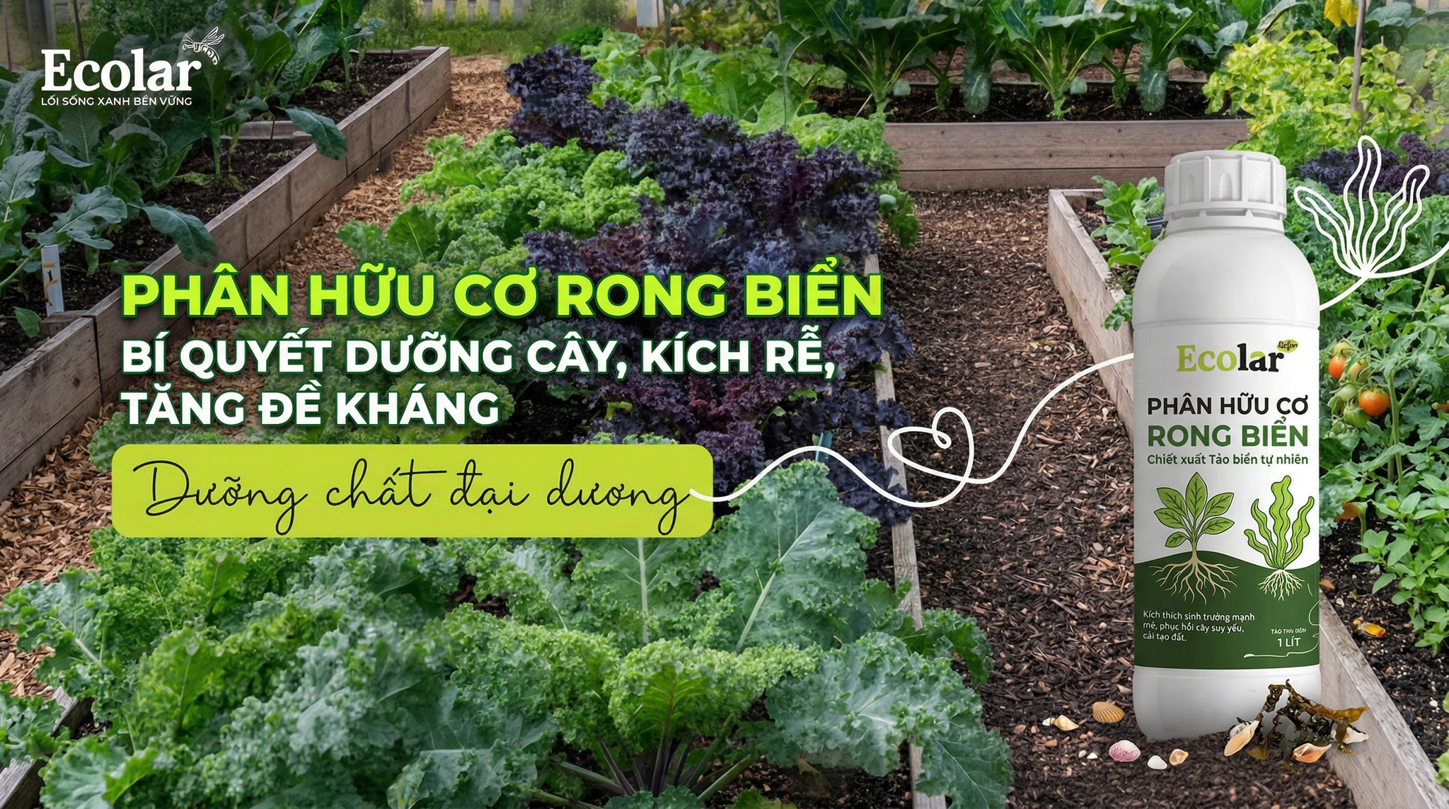 Phân Hữu Cơ Rong Biển Là Gì? Công Dụng, Cách Dùng Và Lợi Ích