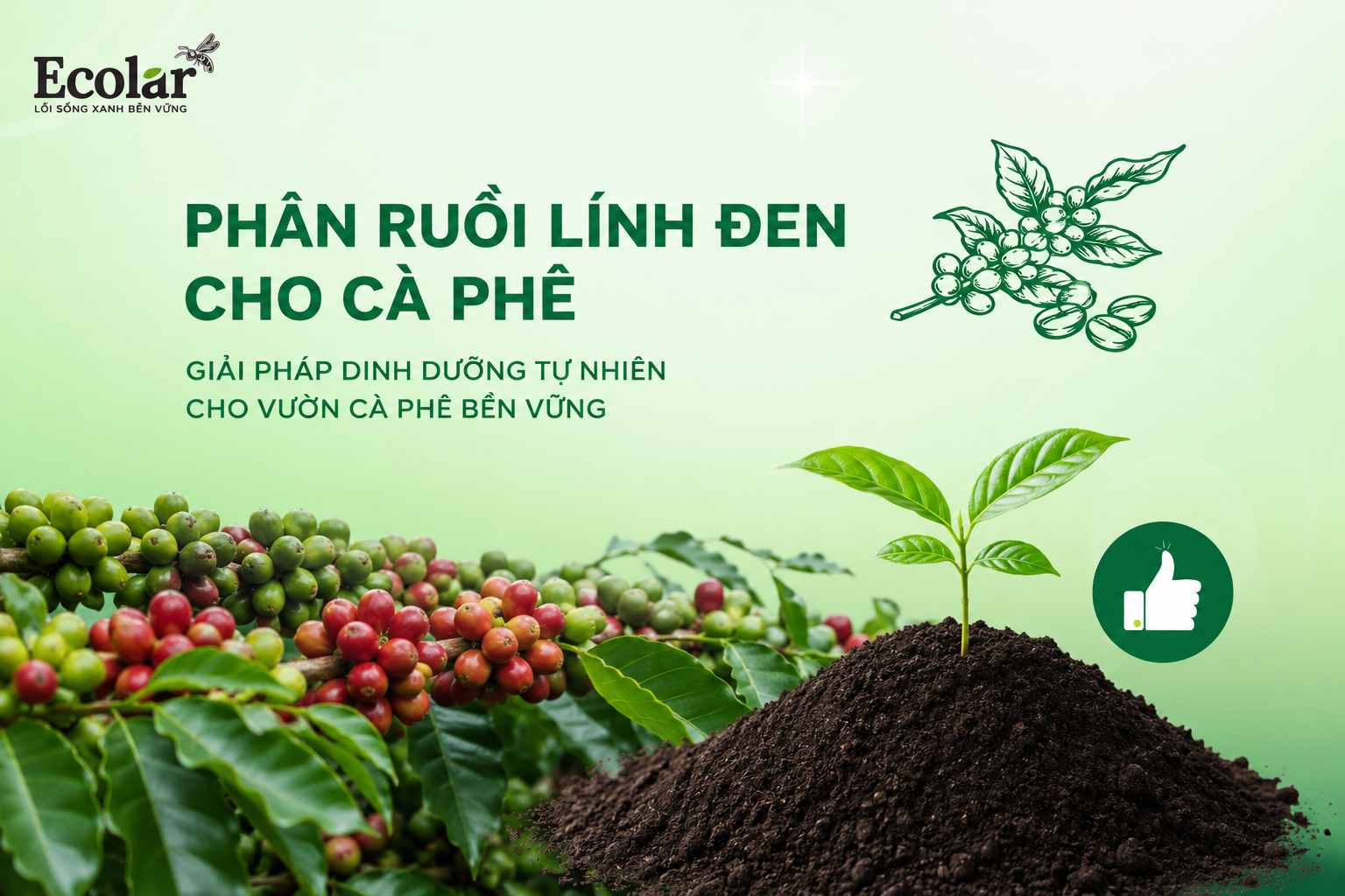 Phân Ruồi Lính Đen Cho Cà Phê: Giải Pháp Cải Tạo Đất Bạc Màu