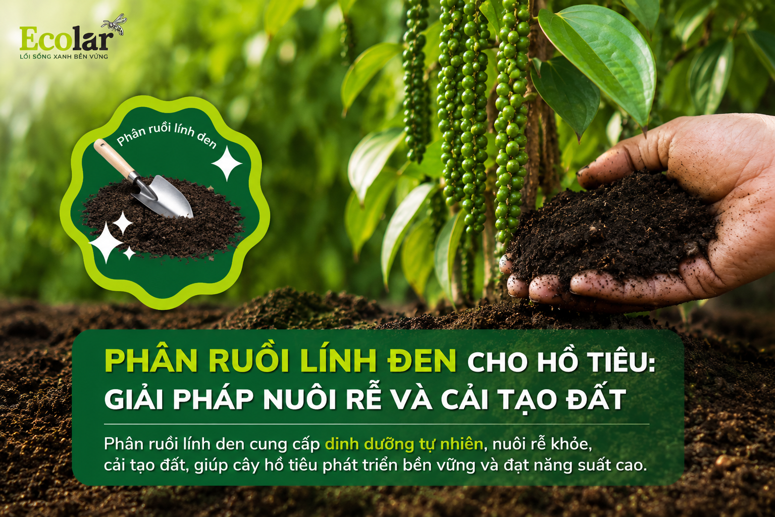 Phân Ruồi Lính Đen Cho Hồ Tiêu: Giải Pháp Nuôi Rễ Và Cải Tạo Đất