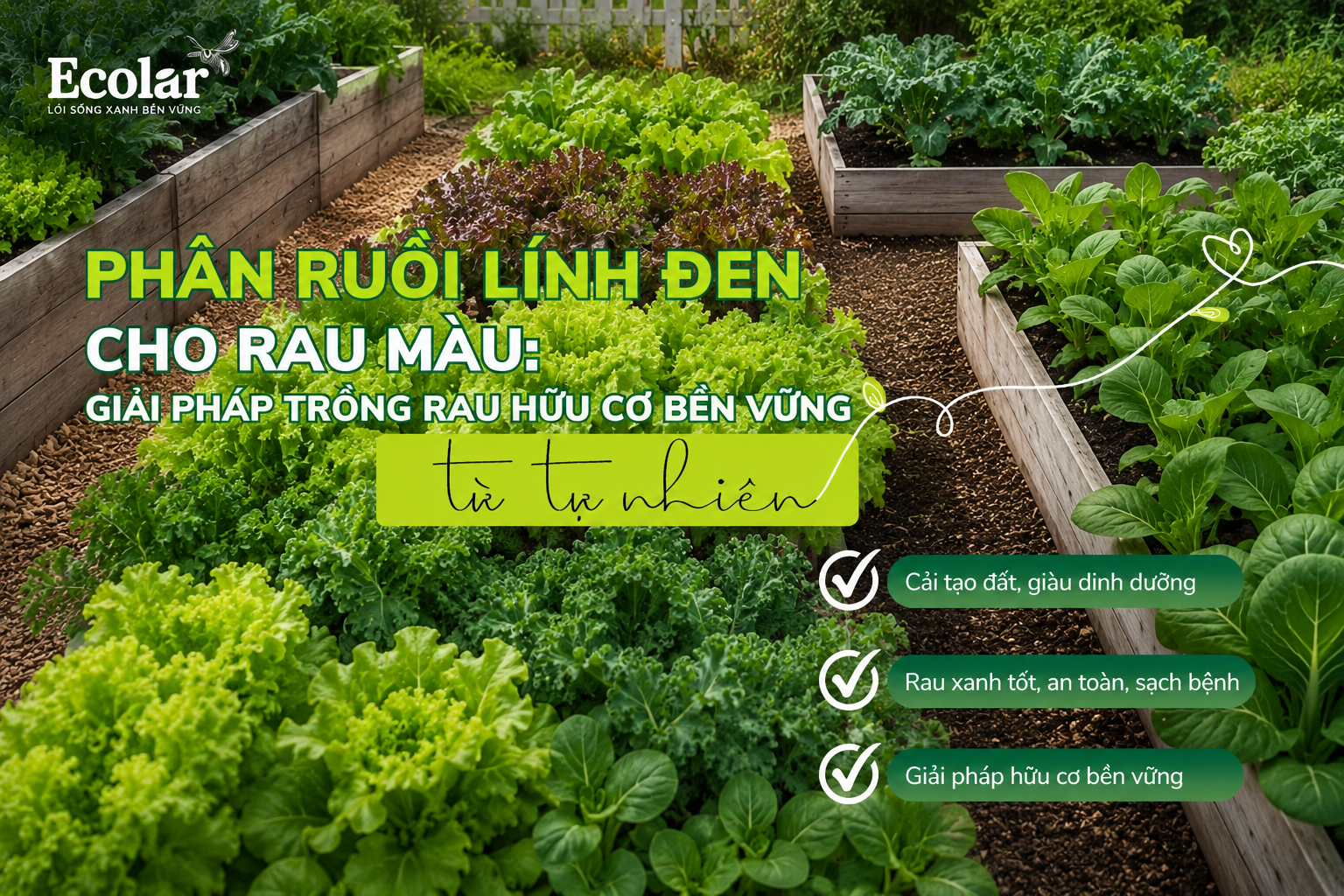 Phân Ruồi Lính Đen Cho Rau Màu: Giải Pháp Trồng Rau Hữu Cơ Bền Vững