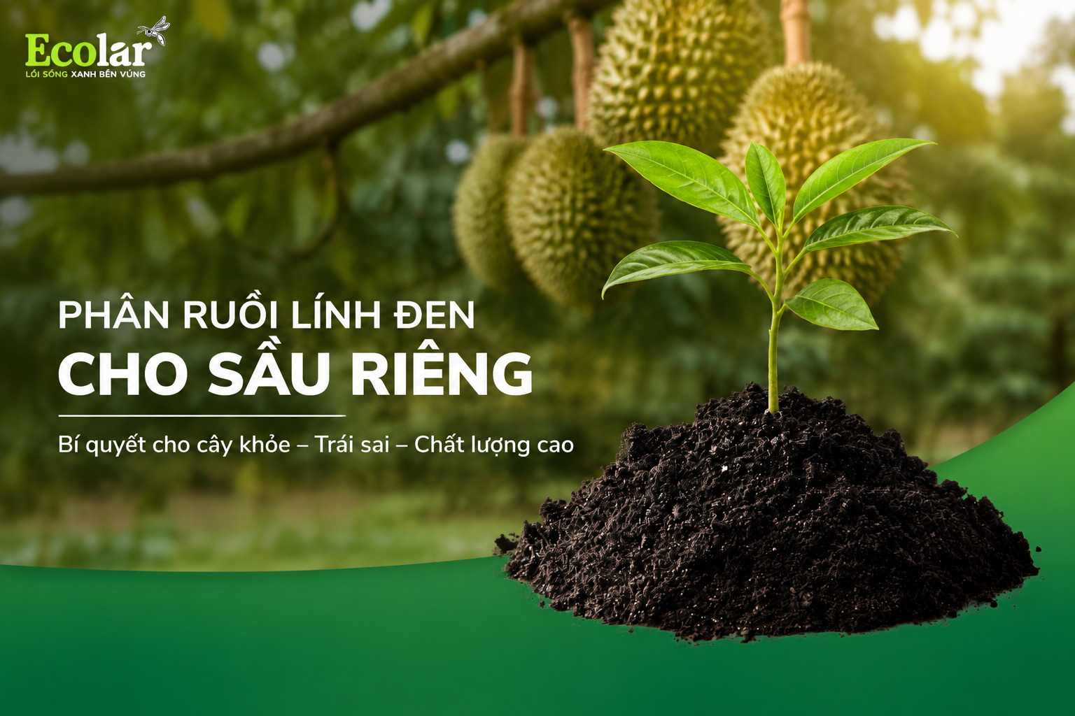 Phân Ruồi Lính Đen Cho Sầu Riêng: Giải Pháp Nuôi Rễ Và Cải Tạo Đất