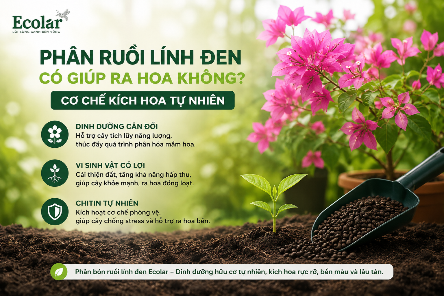 Phân Ruồi Lính Đen Có Giúp Ra Hoa Không? Cơ Chế Kích Hoa Tự Nhiên