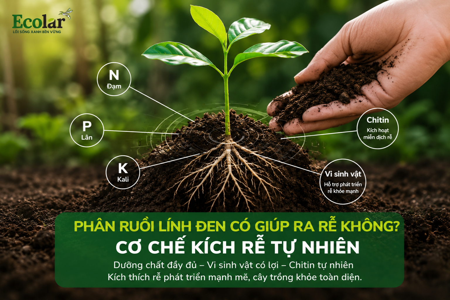 Phân Ruồi Lính Đen Có Giúp Ra Rễ Không? Cơ Chế Kích Rễ Tự Nhiên