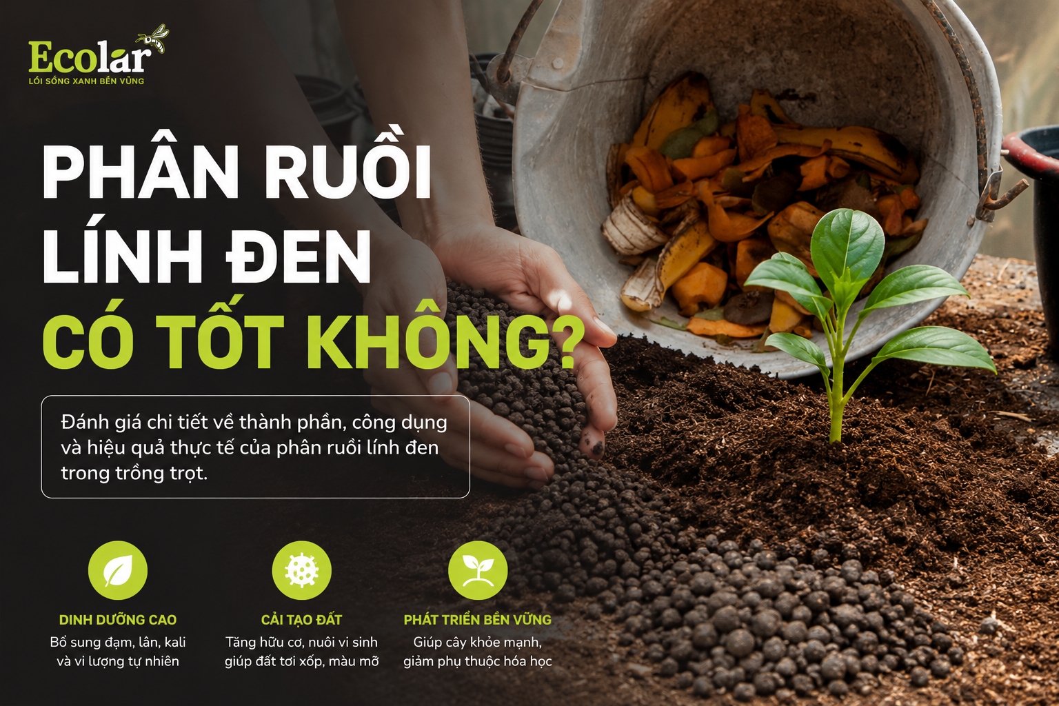 Phân Ruồi Lính Đen Có Tốt Không? Ưu Điểm Và Thực Tế Sử Dụng