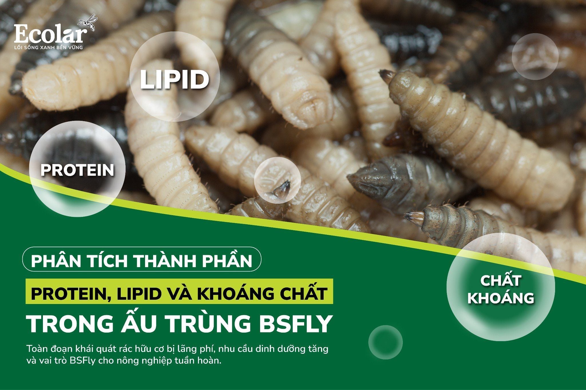 Phân Tích Thành Phần Protein, Lipid Và Khoáng Chất Trong Ấu Trùng BSFly