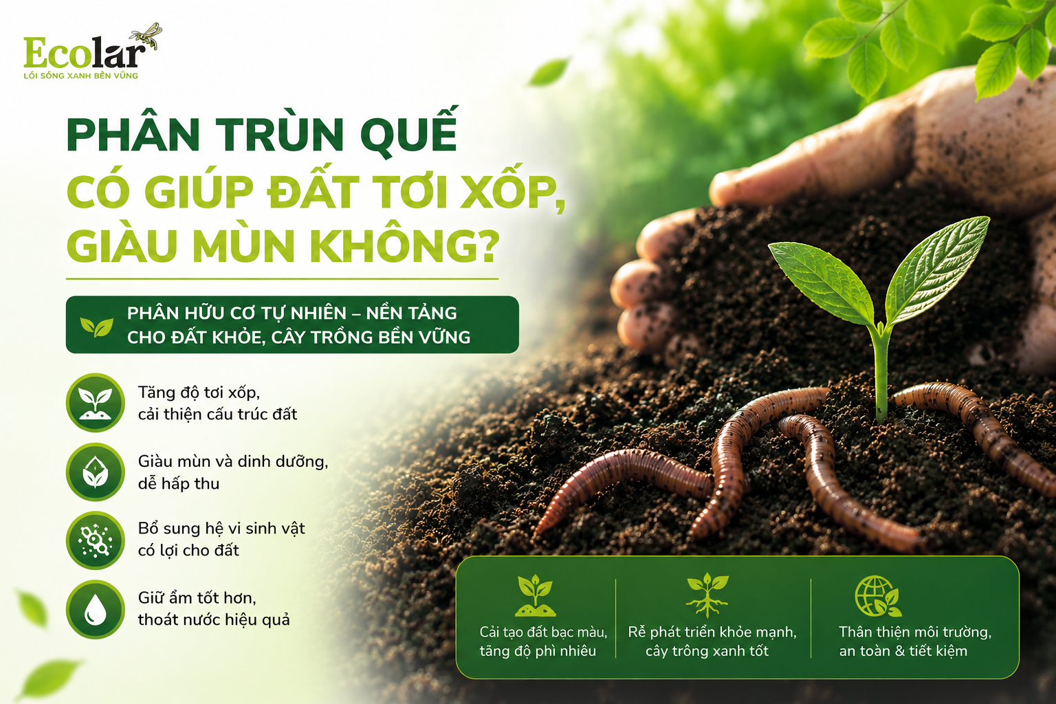 Phân Trùn Quế Có Giúp Đất Tơi Xốp, Giàu Mùn Không?