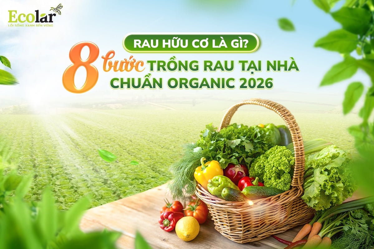 Rau Hữu Cơ Là Gì? 8 Bước Trồng Rau Tại Nhà Chuẩn Organic 2026