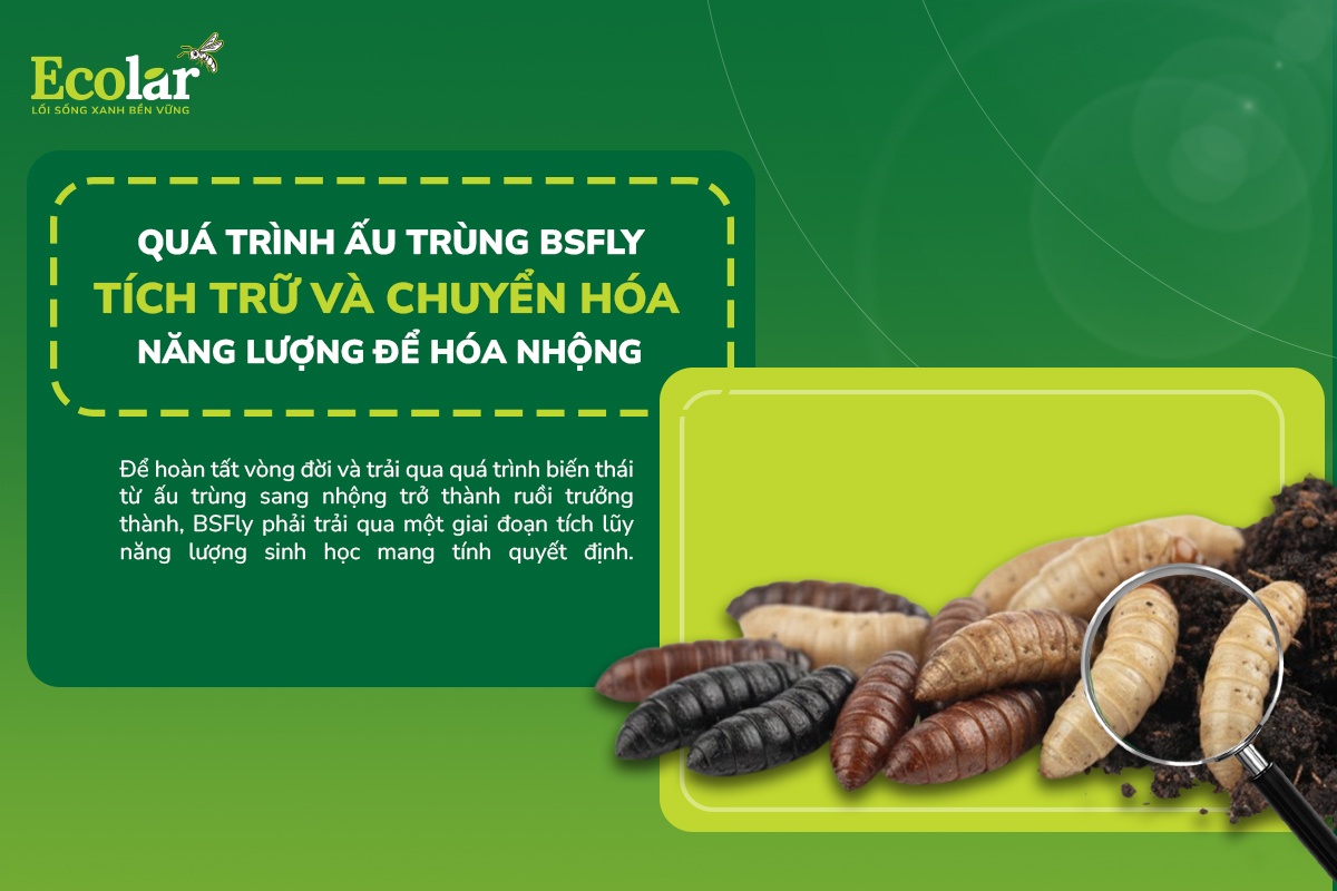 Quá Trình Ấu Trùng Bsfly Tích Trữ Và Chuyển Hóa Năng Lượng Để Hóa Nhộng