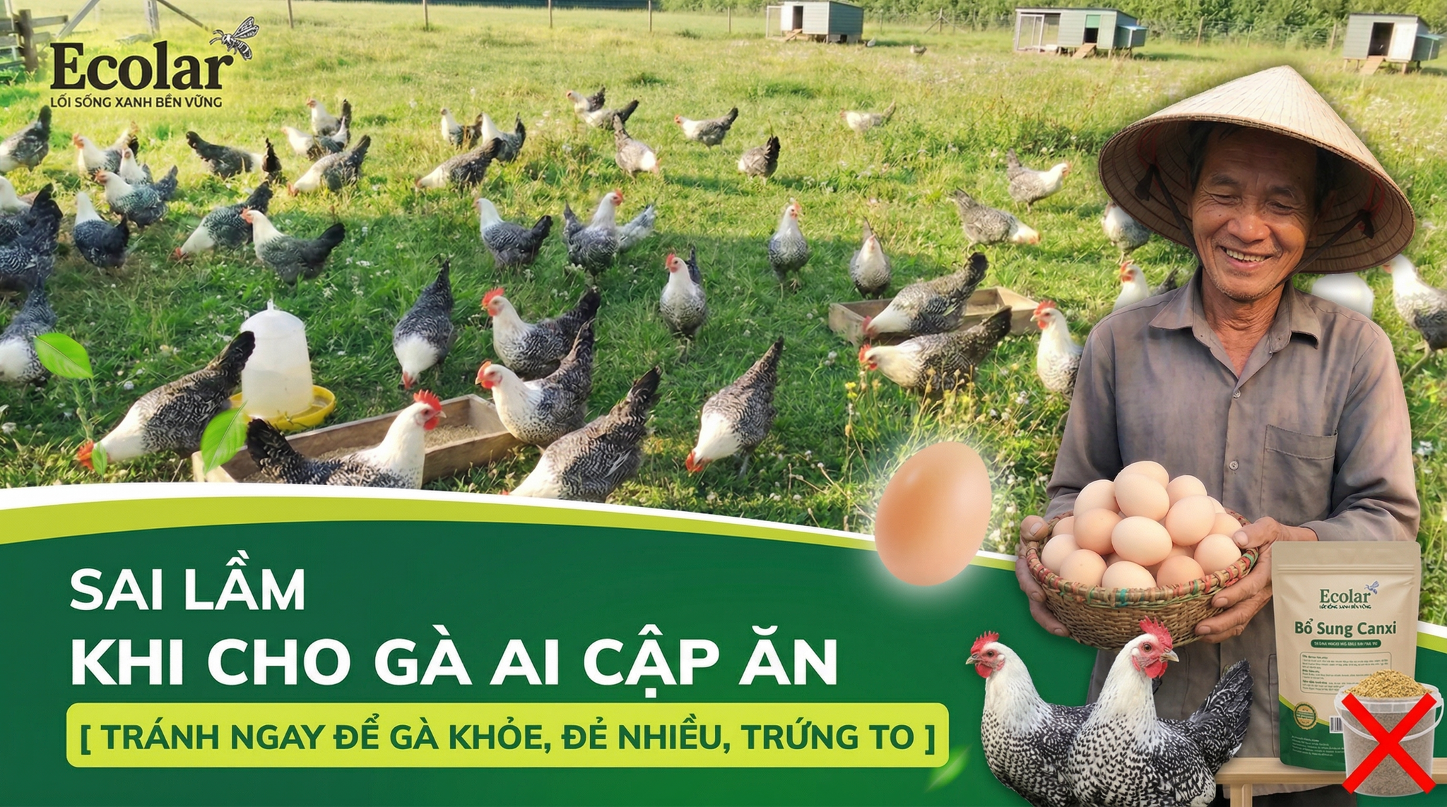 Sai Lầm Phổ Biến Khi Cho Gà Ai Cập Ăn (Và Cách Sửa Ngay)