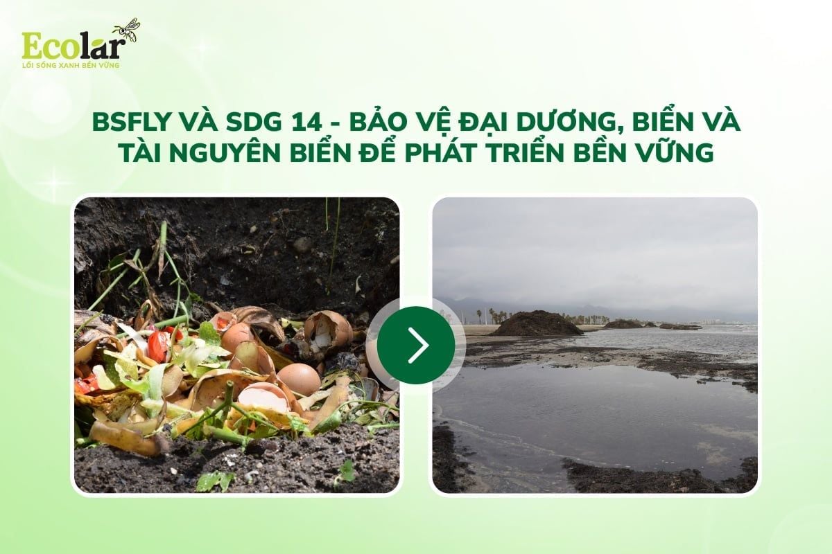 BSFly Và SDG 14 – Bảo Vệ Đại Dương, Biển Và Tài Nguyên Biển Để Phát Triển Bền Vững