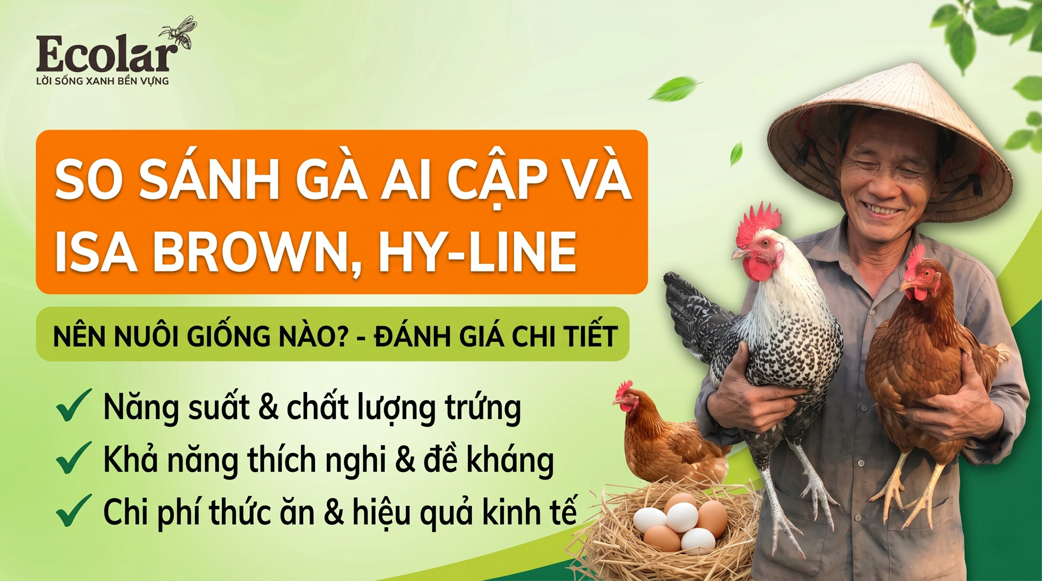 So Sánh Gà Ai Cập Với Isa Brown, Hy-Line: Nên Nuôi Giống Nào?