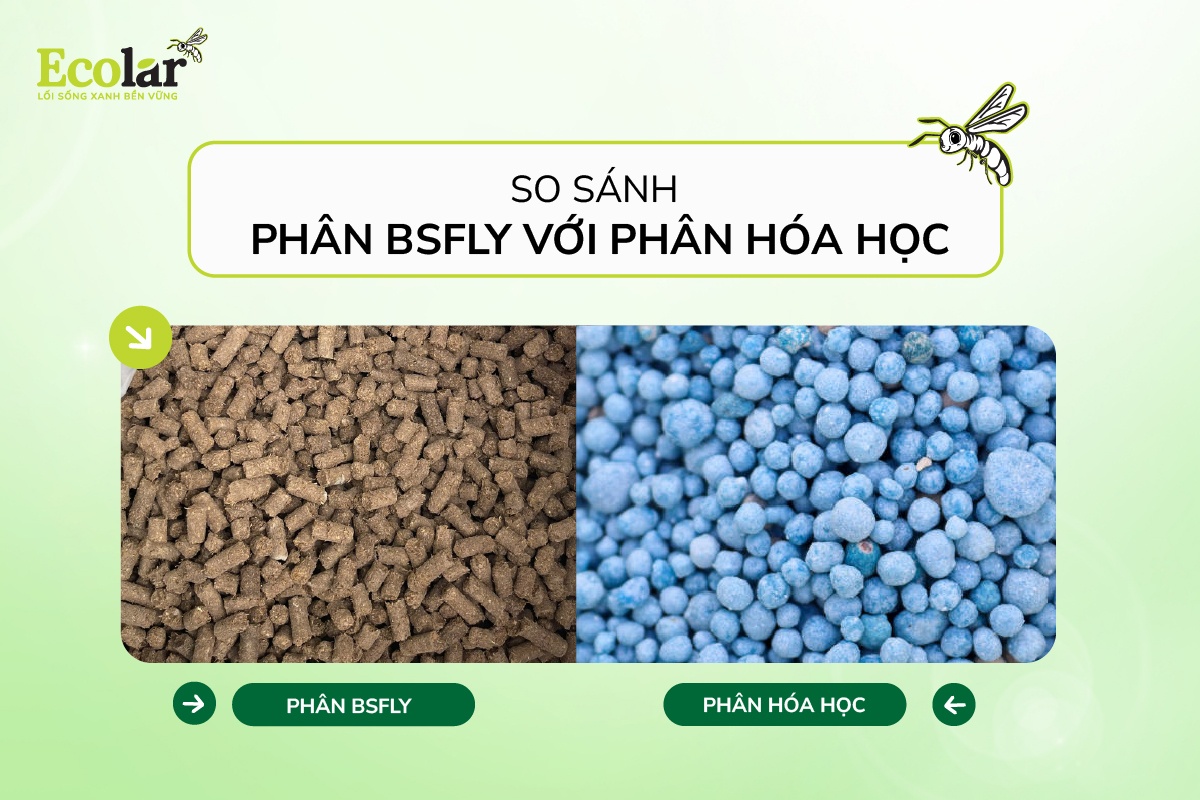 So Sánh Phân BSFly Với Phân Hóa Học