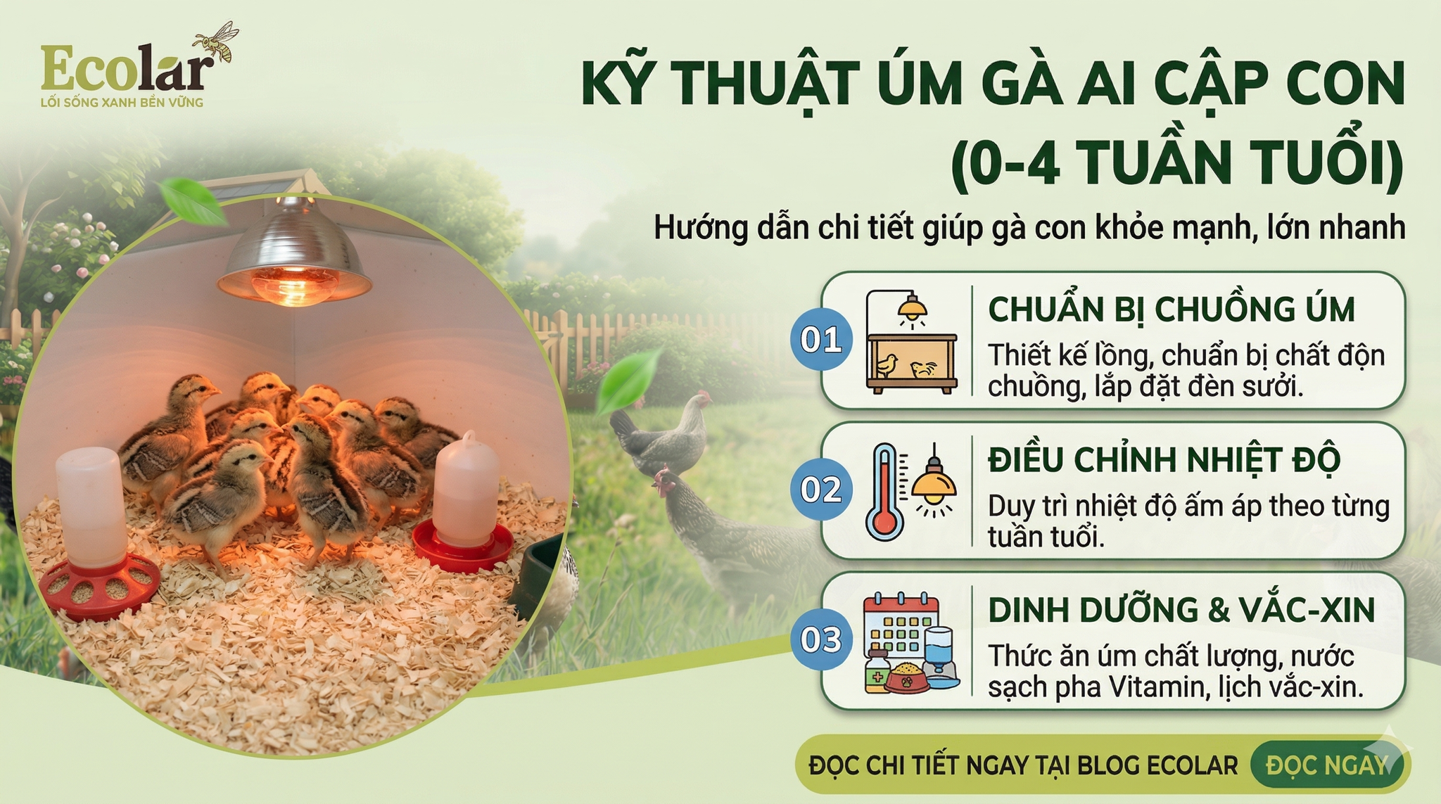 Chăm Sóc Gà Ai Cập Con (0-4 Tuần Tuổi): Hướng Dẫn Toàn Diện Giúp Tỷ Lệ Sống 98%