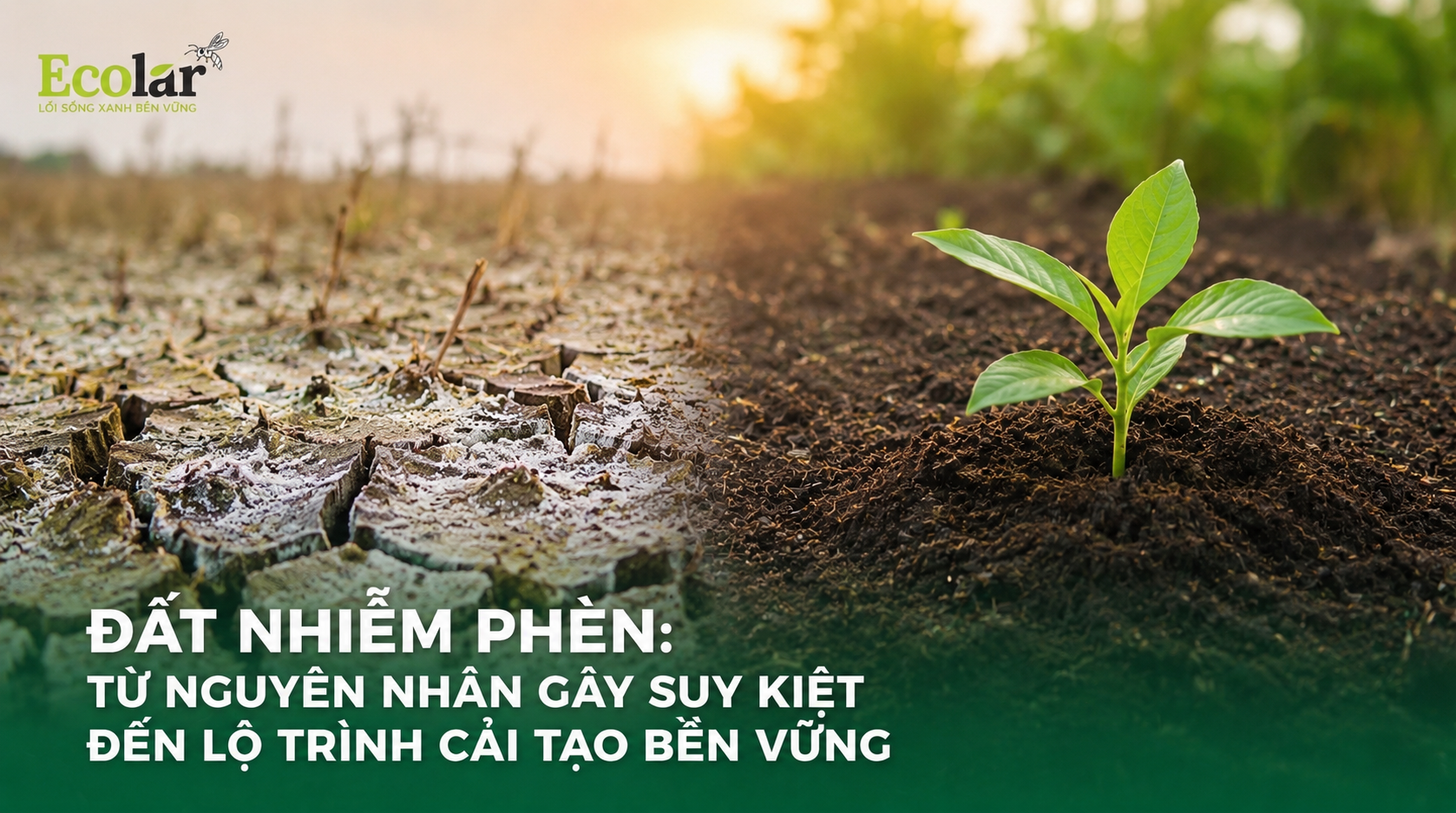 Đất Nhiễm Phèn: Từ Nguyên Nhân Gây Suy Kiệt Đến Lộ Trình Cải Tạo Bền Vững