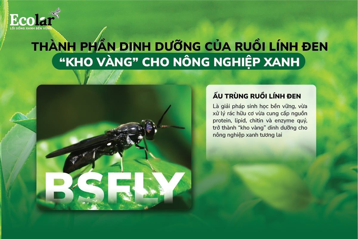 Thành Phần Dinh Dưỡng Của Ruồi Lính Đen – “Kho Vàng” Cho Nông Nghiệp Xanh