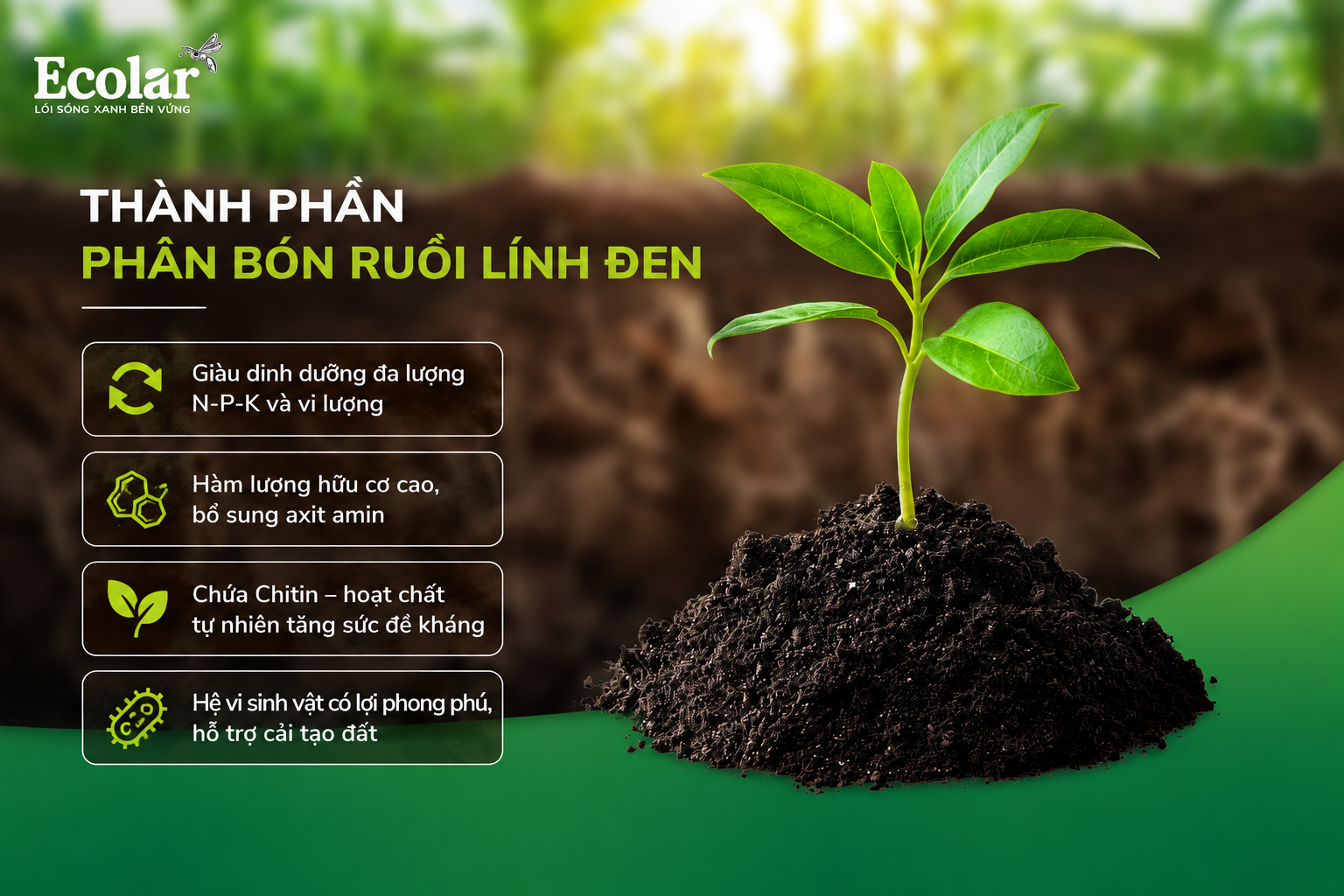 Thành Phần Phân Bón Ruồi Lính Đen Và Cơ Chế Cải Tạo Đất