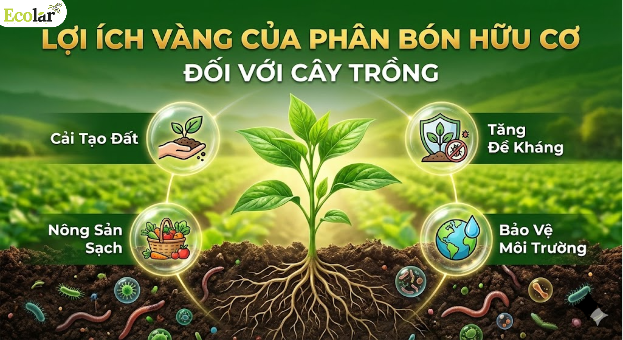 Lợi ích của phân bón hữu cơ đối với cây trồng: Những tác động trực tiếp giúp cây phát triển khỏe mạnh và bền vững