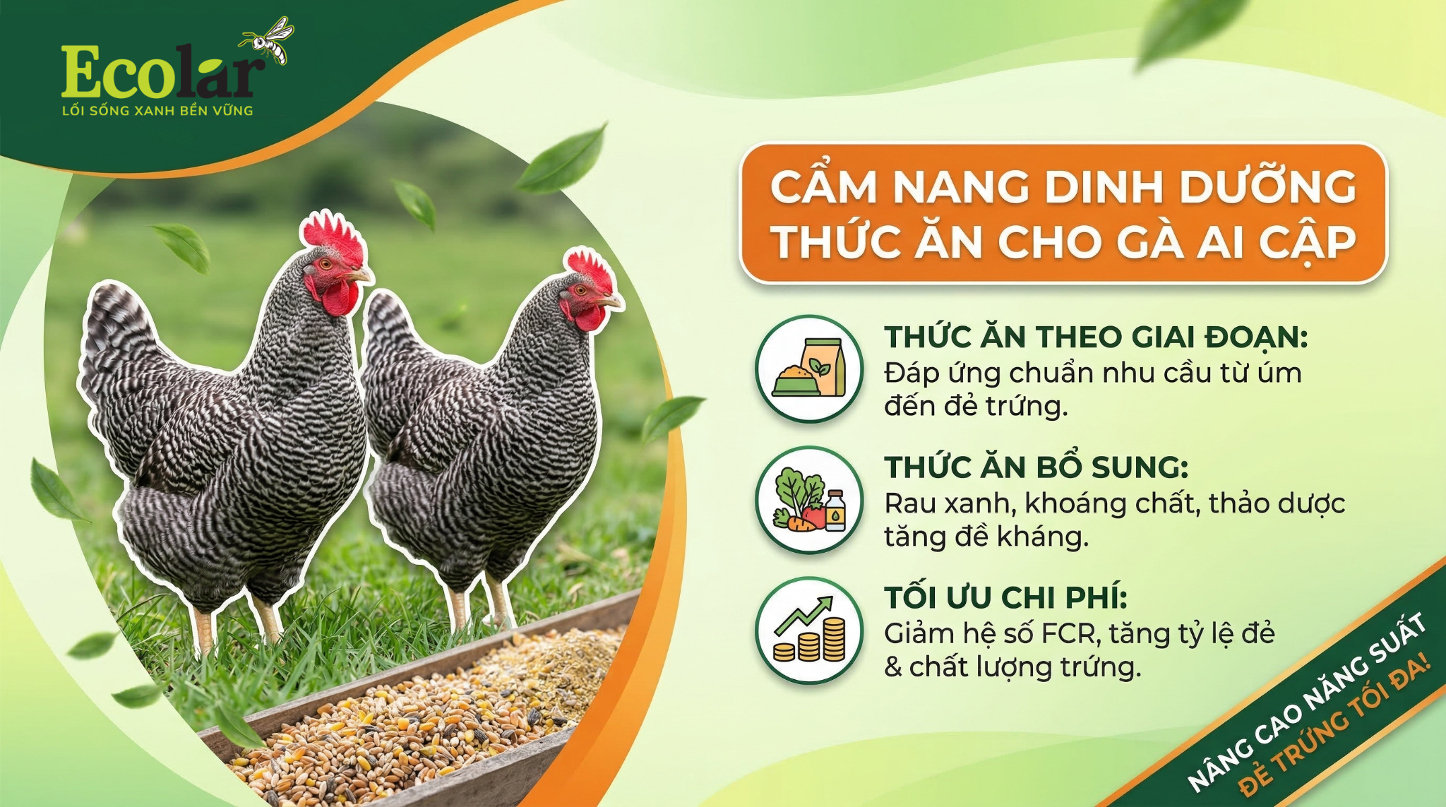 Thức Ăn Cho Gà Ai Cập Từ A–Z — Hướng dẫn toàn diện cho người nuôi