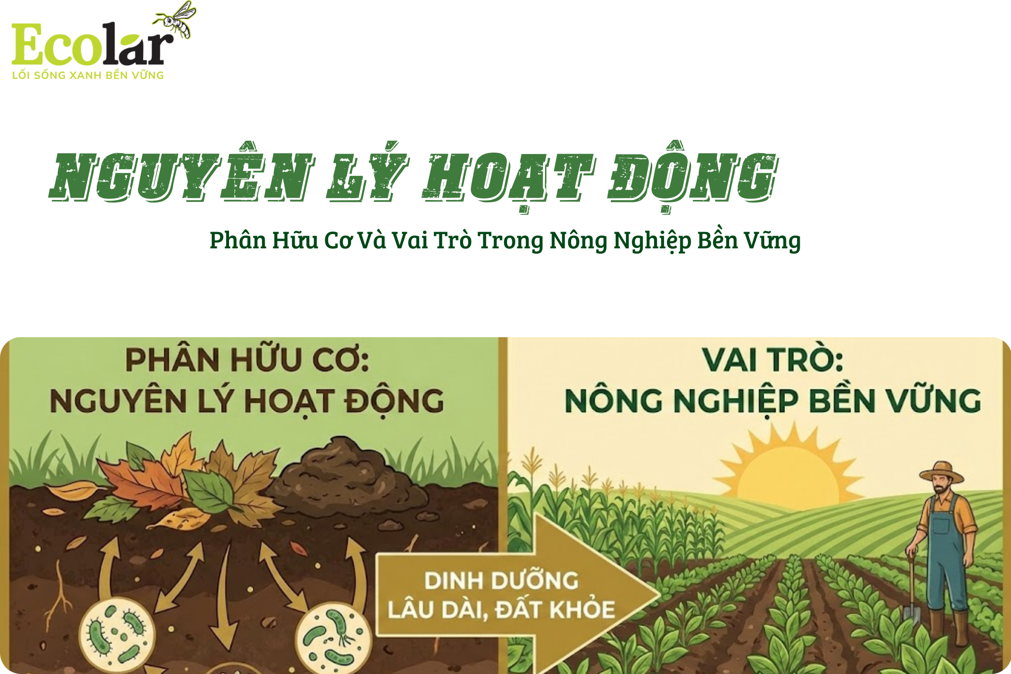 Nguyên Lý Hoạt Động Của Phân Hữu Cơ Và Vai Trò Trong Nông Nghiệp Bền Vững