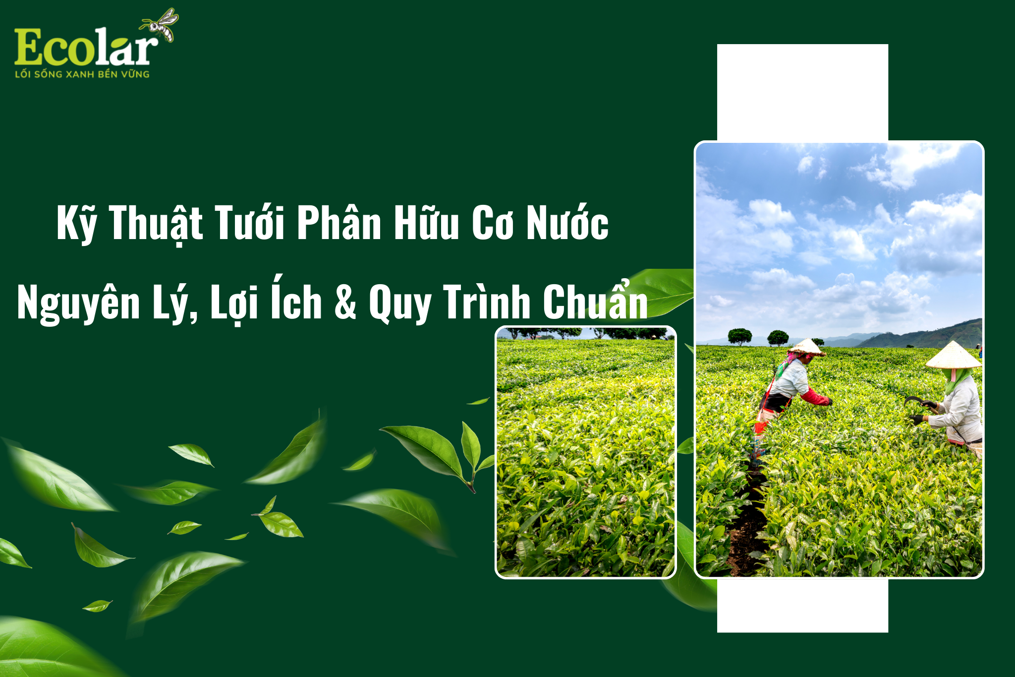Kỹ Thuật Tưới Phân Hữu Cơ Nước: Nguyên Lý, Lợi Ích & Quy Trình Chuẩn