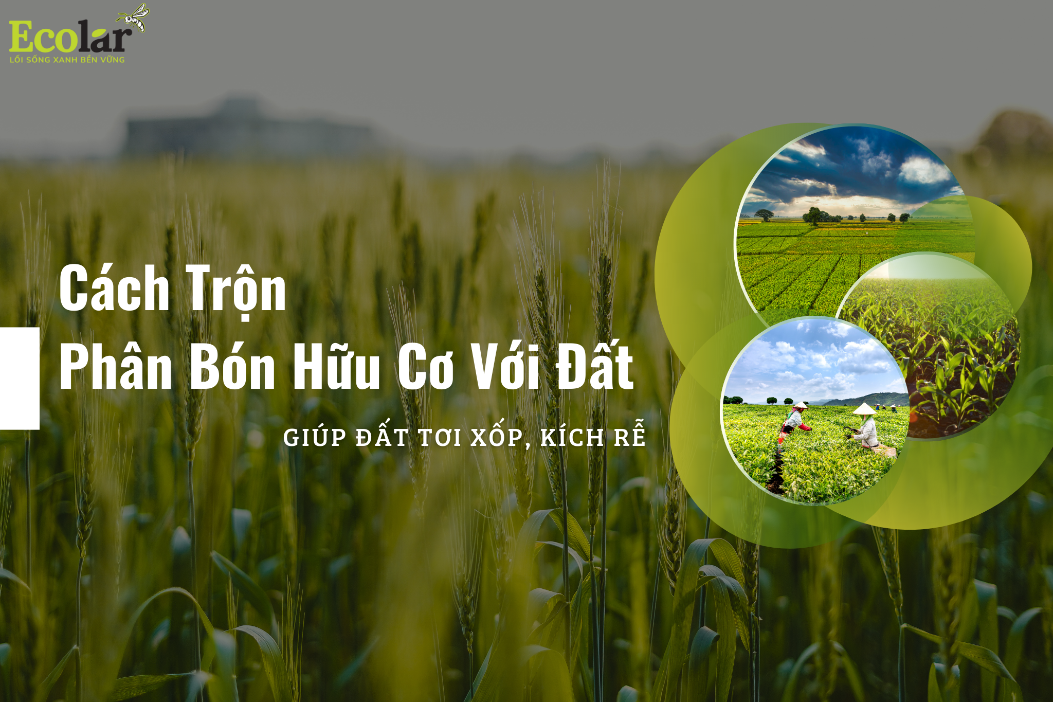 Cách Trộn Phân Bón Hữu Cơ Với Đất Giúp Đất Tơi Xốp, Kích Rễ