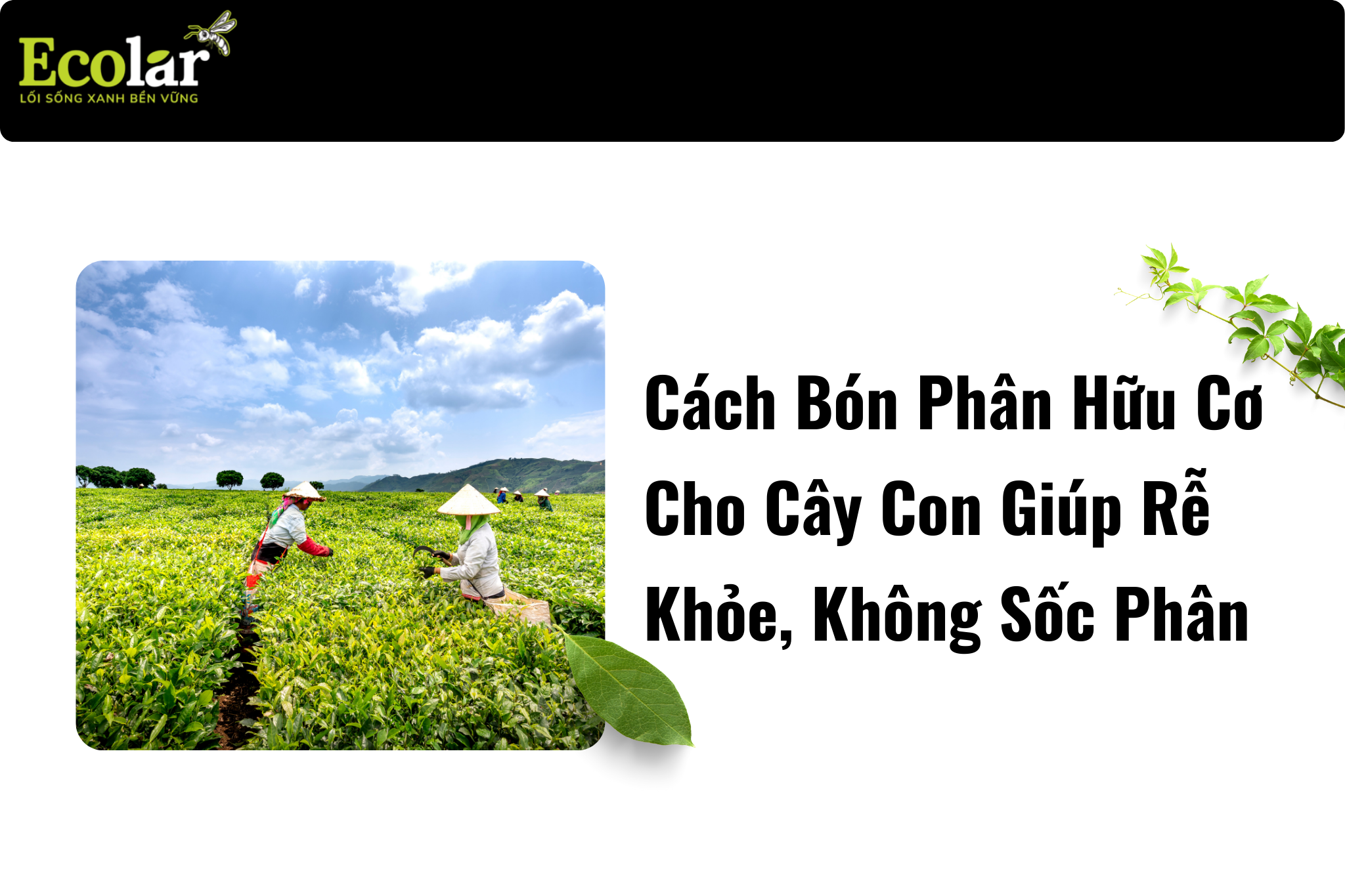 Dinh dưỡng cho cây con giai đoạn rễ non: tránh sốc phân, kích rễ khỏe