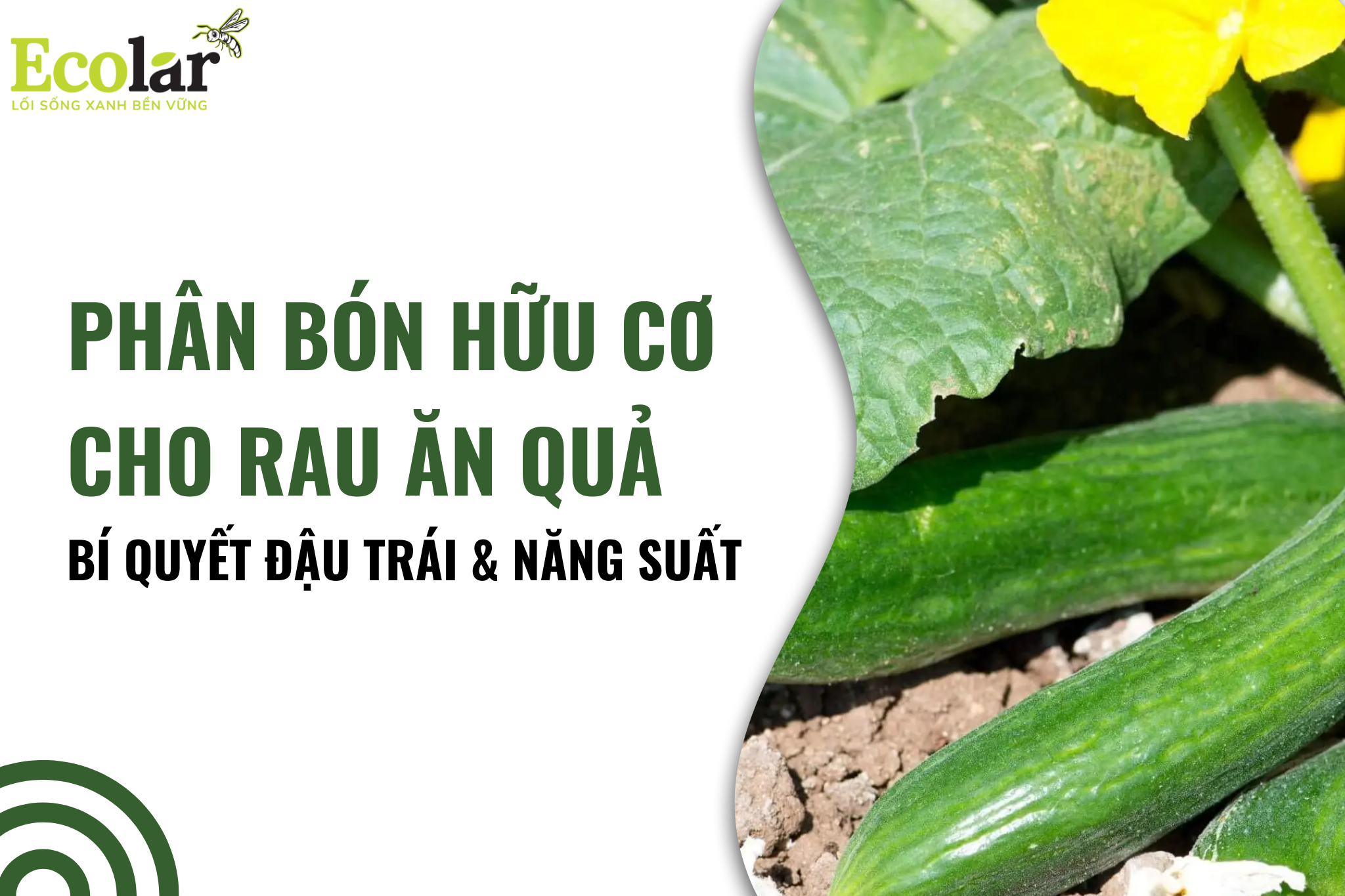 Phân Bón Hữu Cơ Cho Rau Ăn Quả: Bí Quyết Đậu Trái & Năng Suất