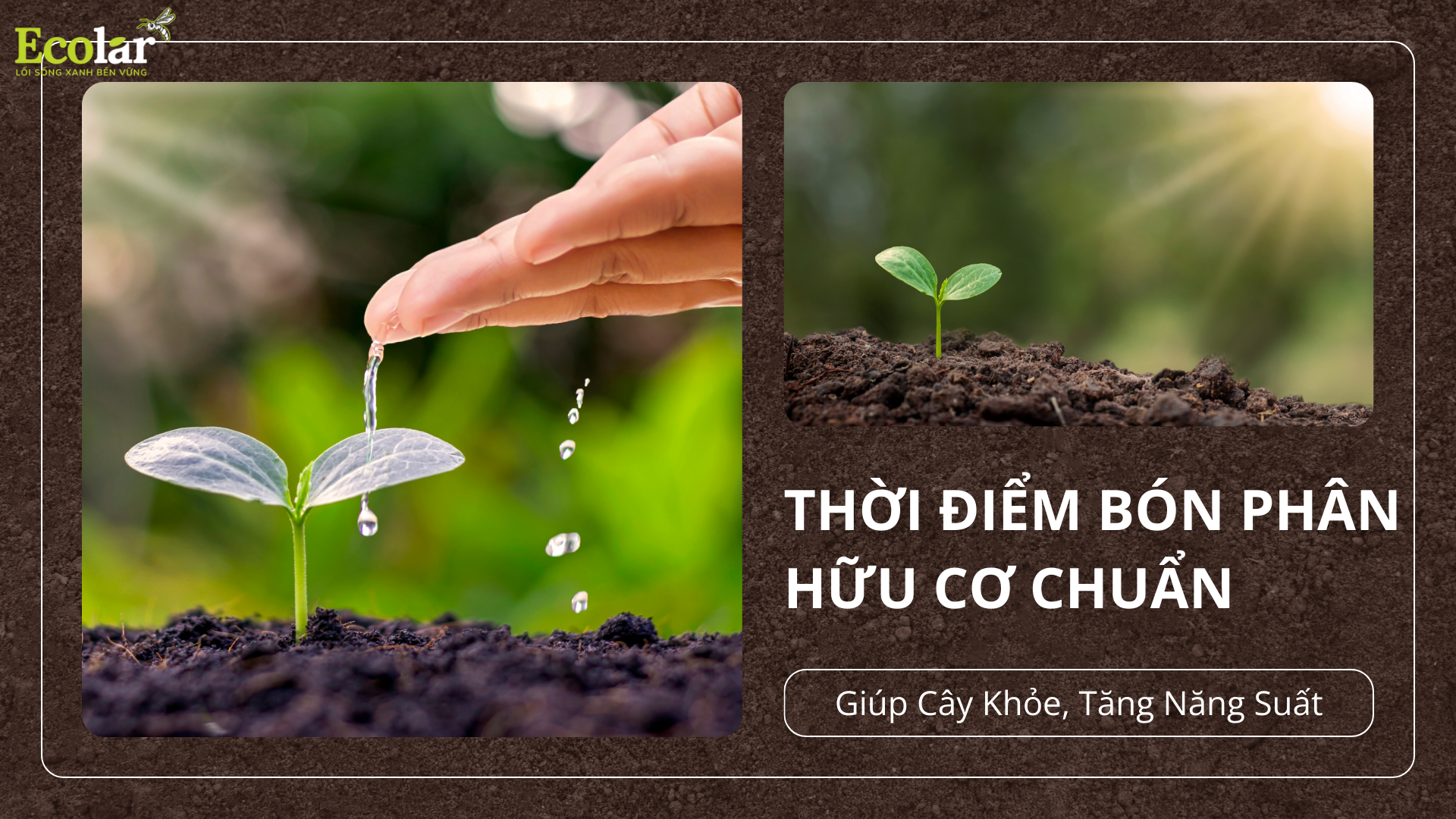 Thời Điểm Bón Phân Hữu Cơ Chuẩn Giúp Cây Khỏe, Tăng Năng Suất