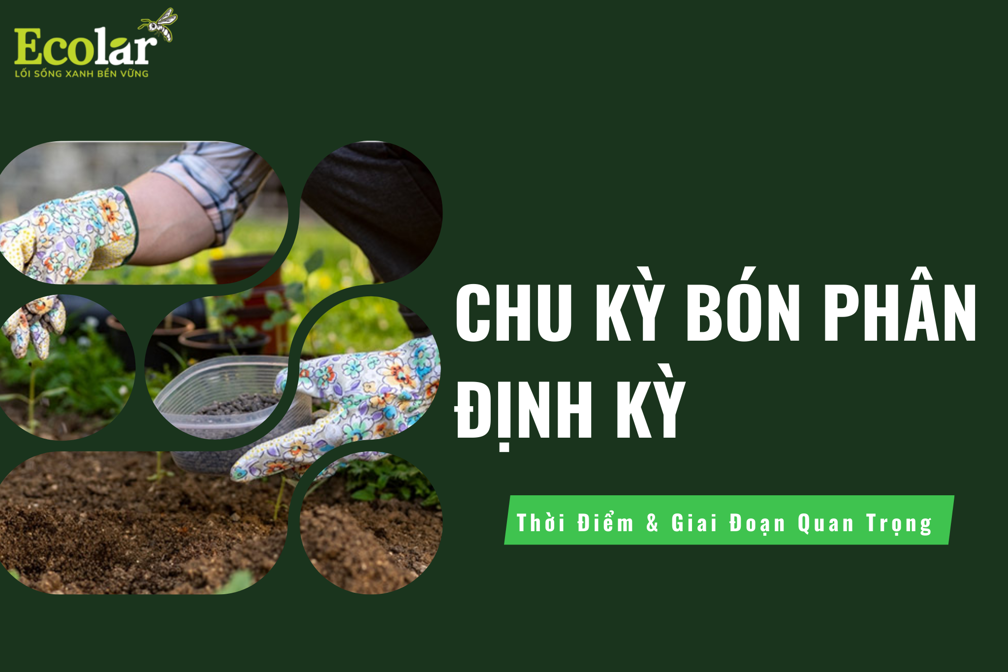 Chu Kỳ Bón Phân Định Kỳ: Thời Điểm & Giai Đoạn Quan Trọng
