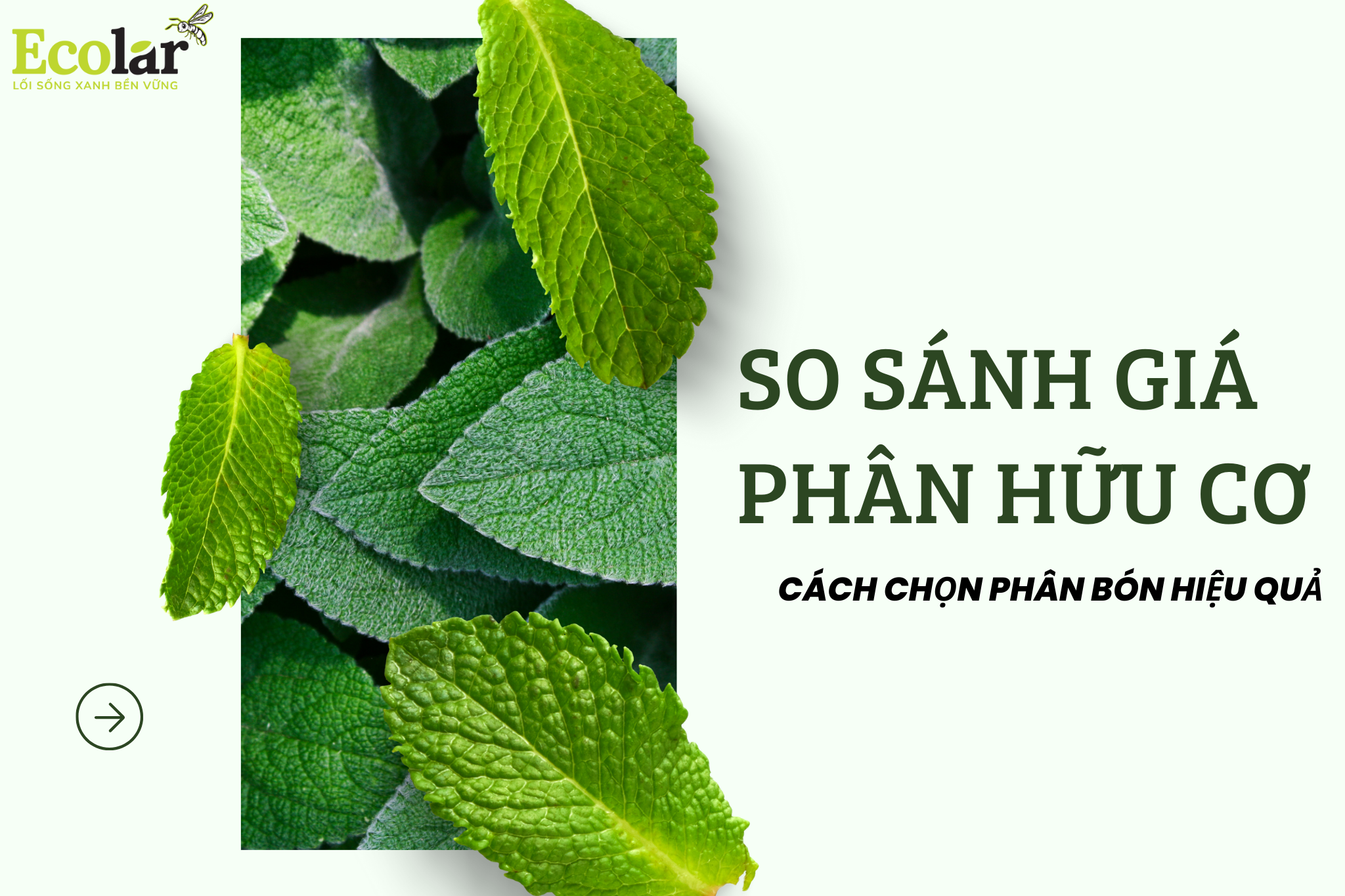 So Sánh Giá Phân Hữu Cơ: Cách Chọn Phân Bón Hiệu Quả