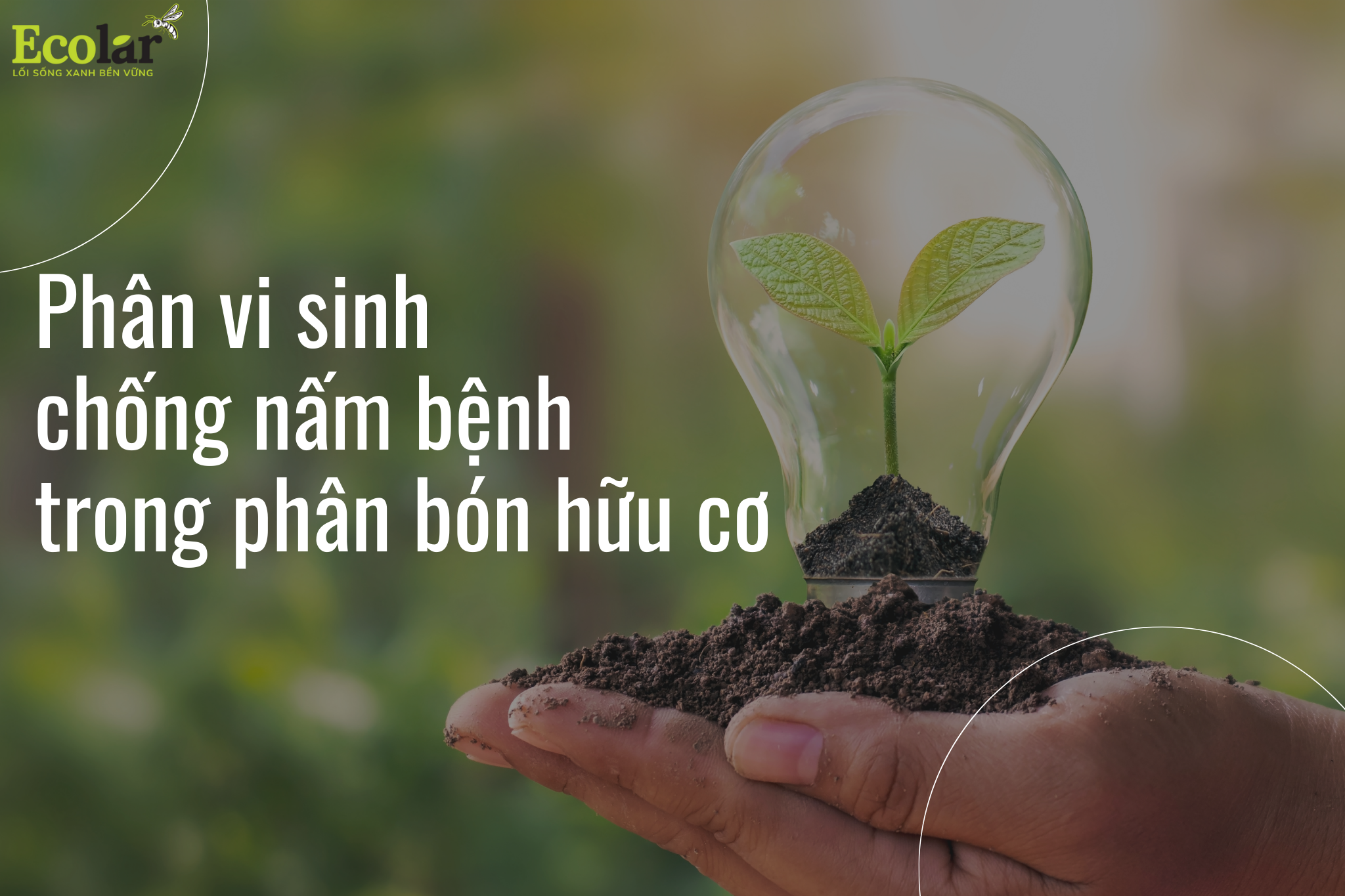 Phân vi sinh chống nấm bệnh trong phân bón hữu cơ