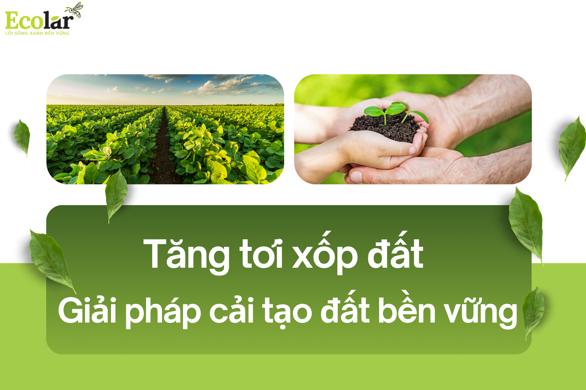 Tăng tơi xốp đất: Giải pháp cải tạo đất bền vững