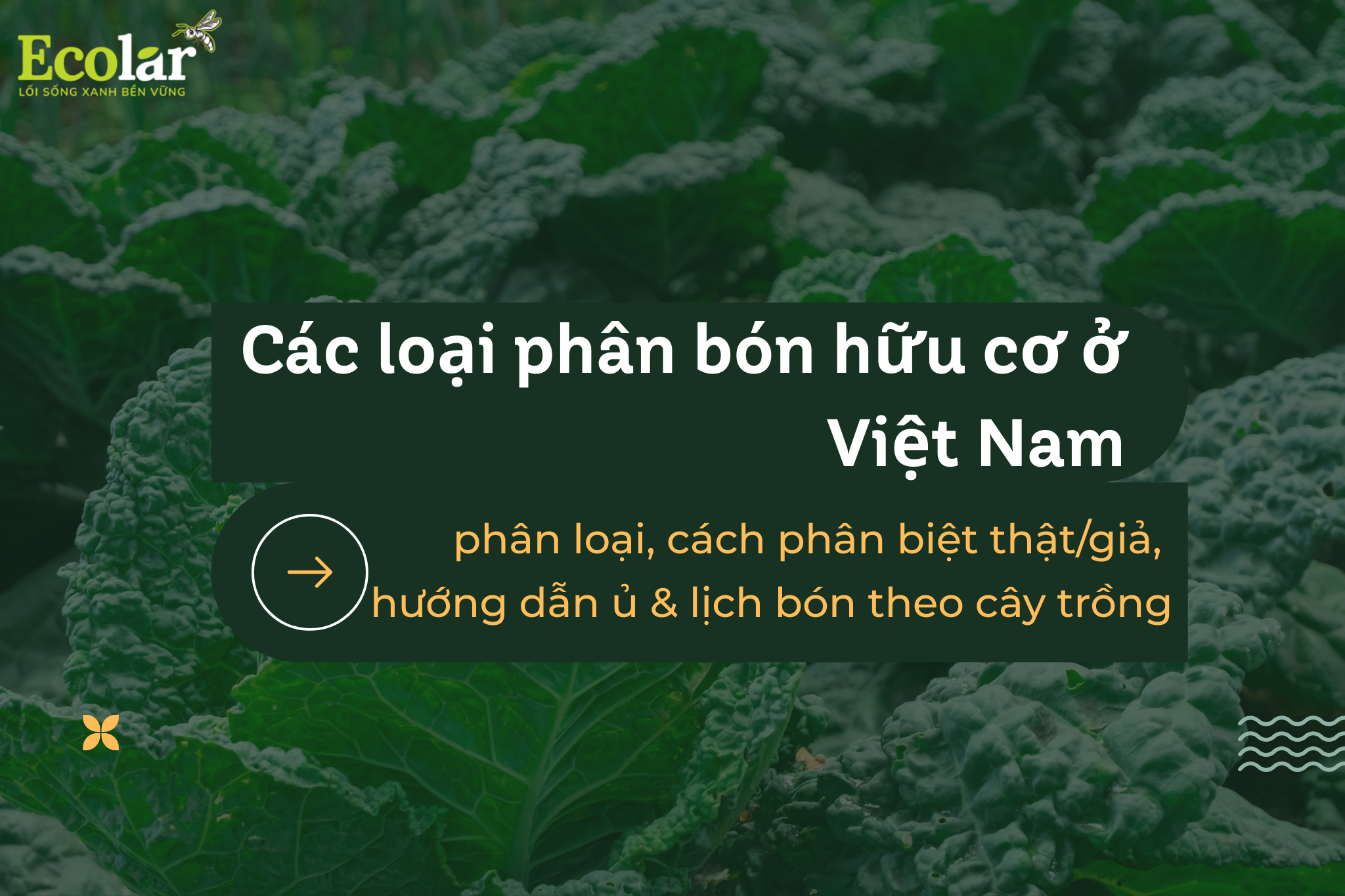 Các Loại Phân Bón Hữu Cơ Ở Việt Nam: Cách Phân Biệt, Chọn Đúng & Ứng Dụng Hiệu Quả