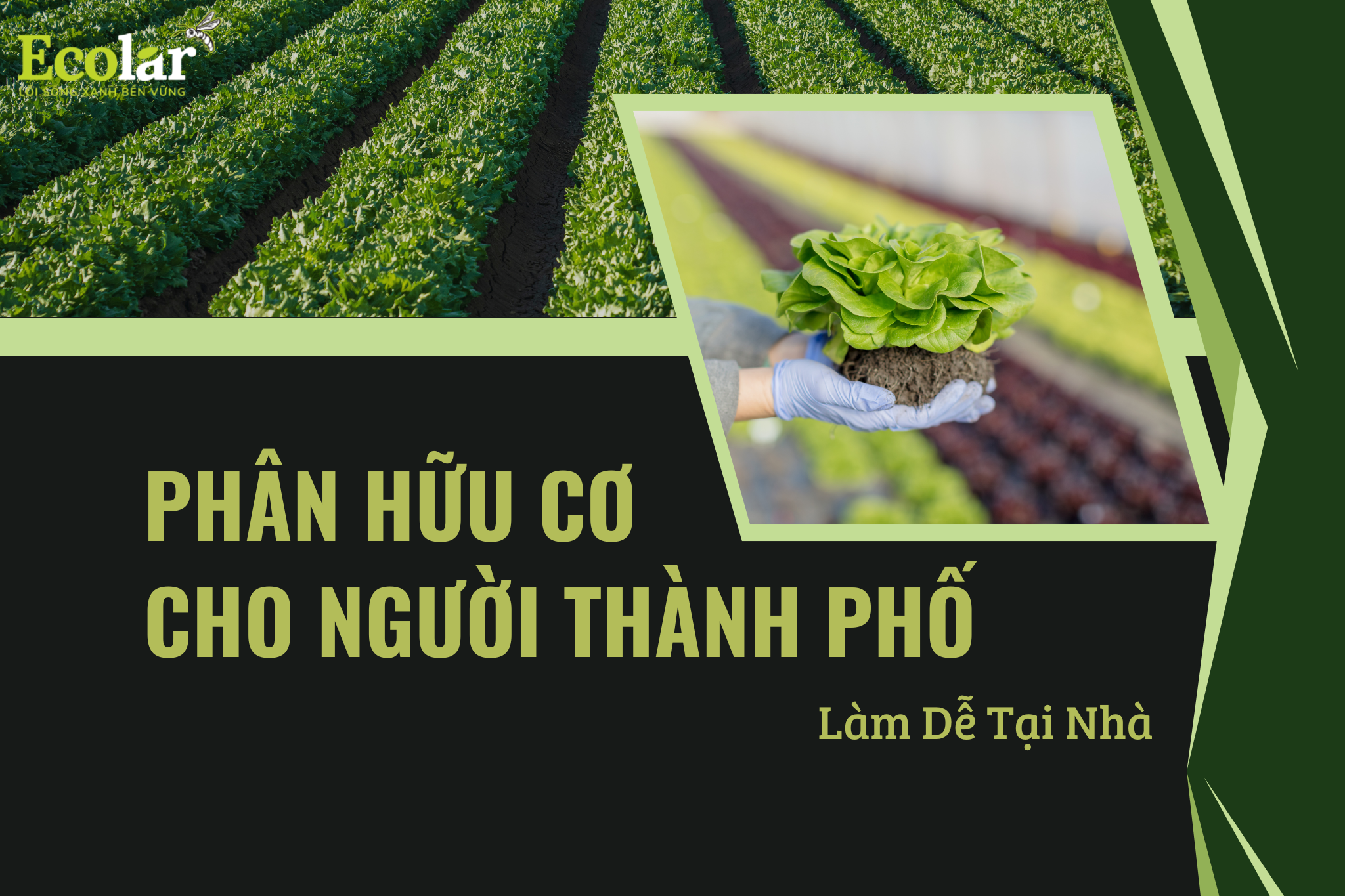 Phân Hữu Cơ Cho Người Thành Phố: Làm Dễ Tại Nhà