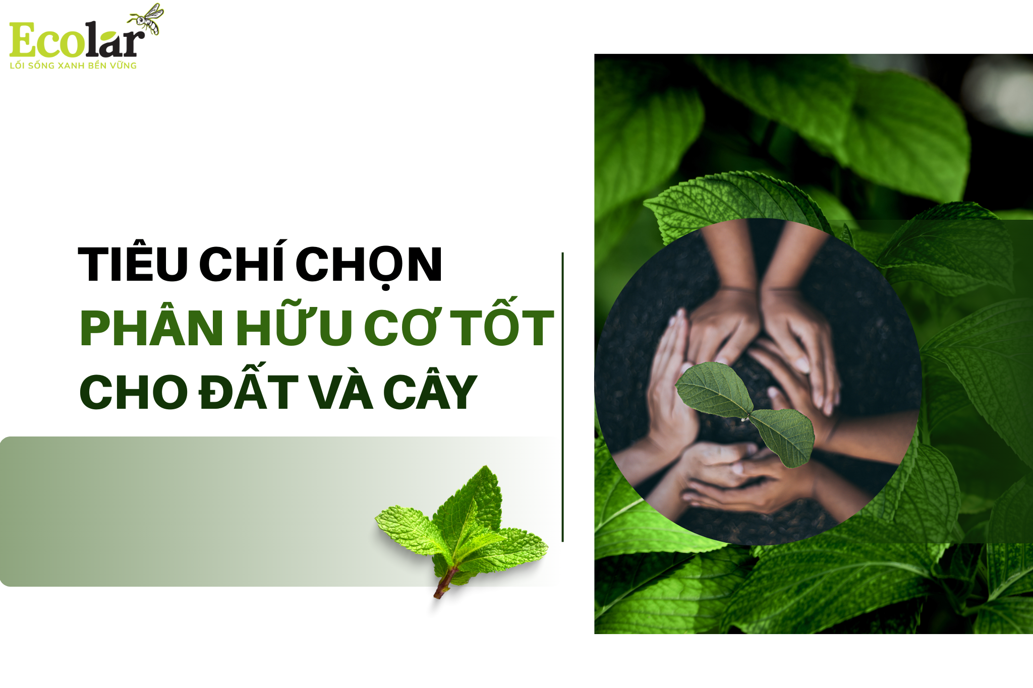 Tiêu Chí Chọn Phân Hữu Cơ Tốt Cho Đất Và Cây