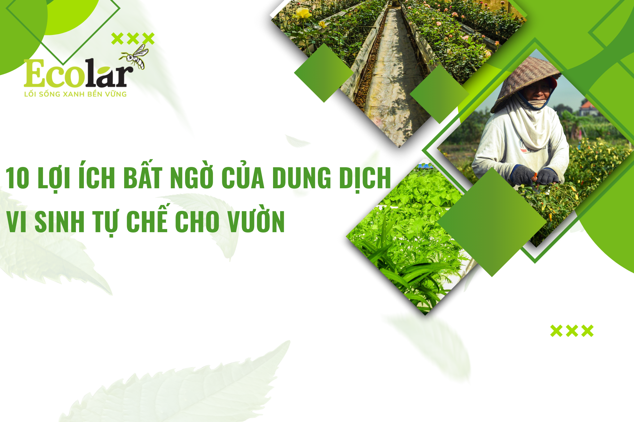10 lợi ích bất ngờ của dung dịch vi sinh tự chế cho vườn