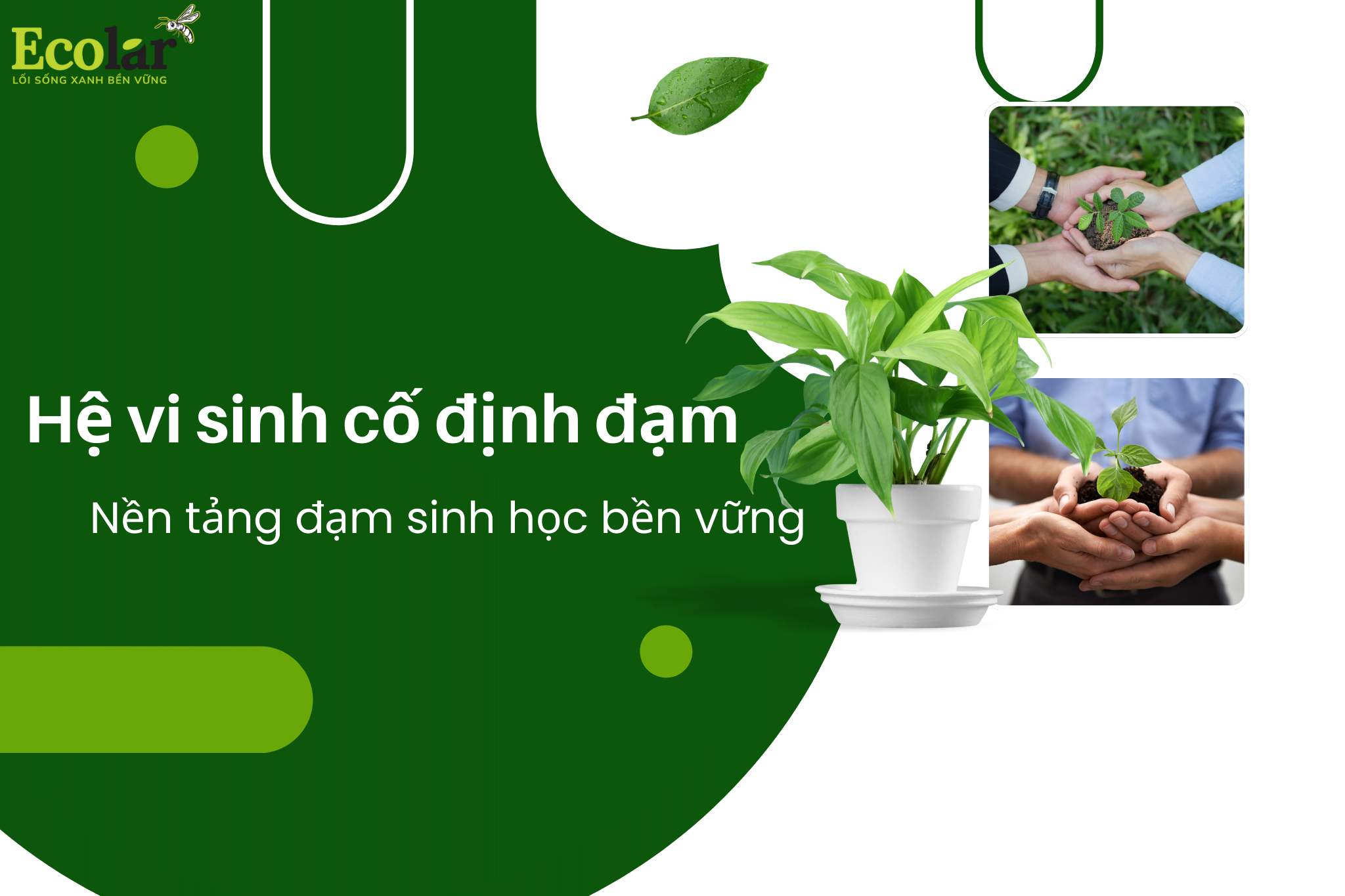 Hệ vi sinh cố định đạm: Nền tảng đạm sinh học bền vững