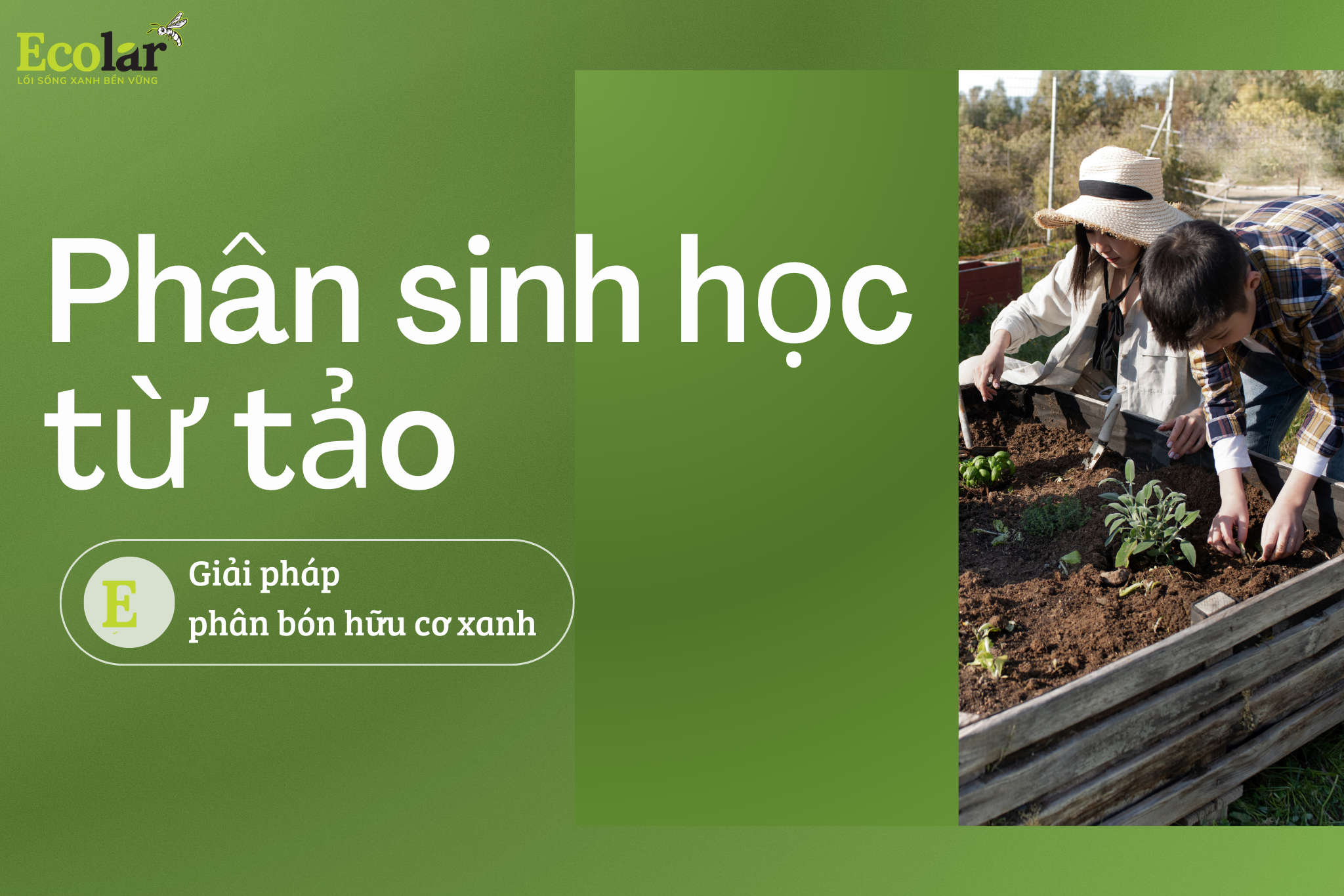 Phân sinh học từ tảo: Giải pháp phân bón hữu cơ xanh